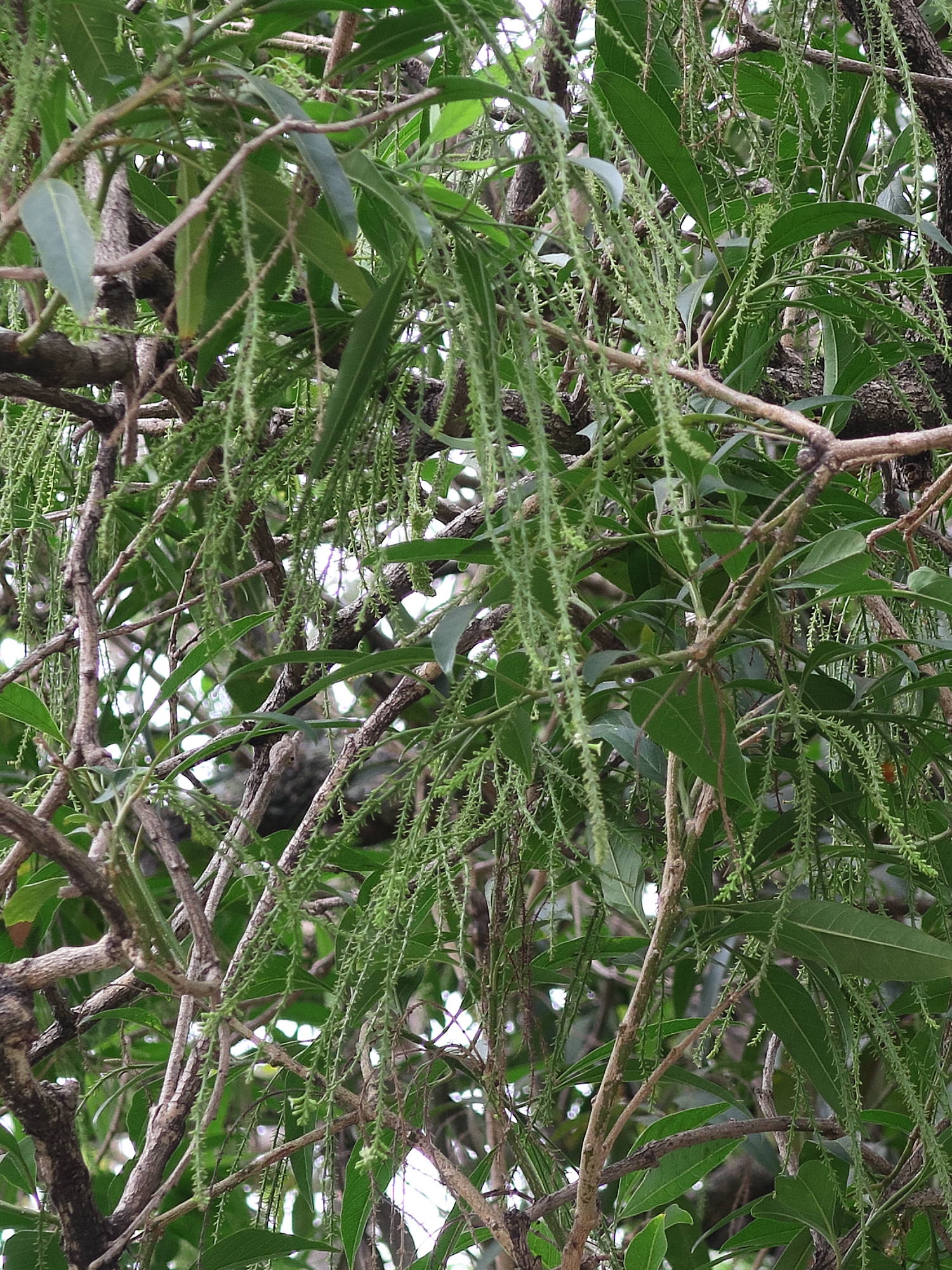 citharexylum_donnell-smithii4md