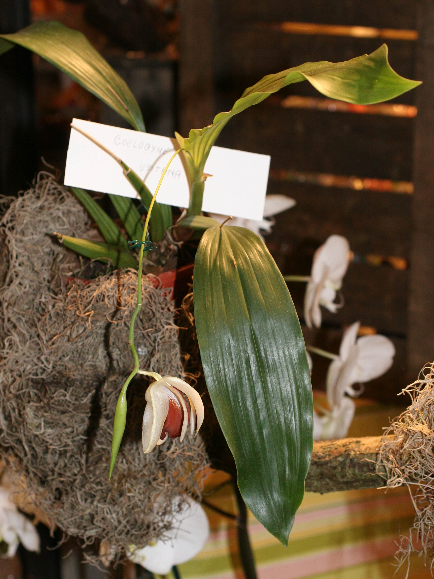 coelogyne_usitana1md