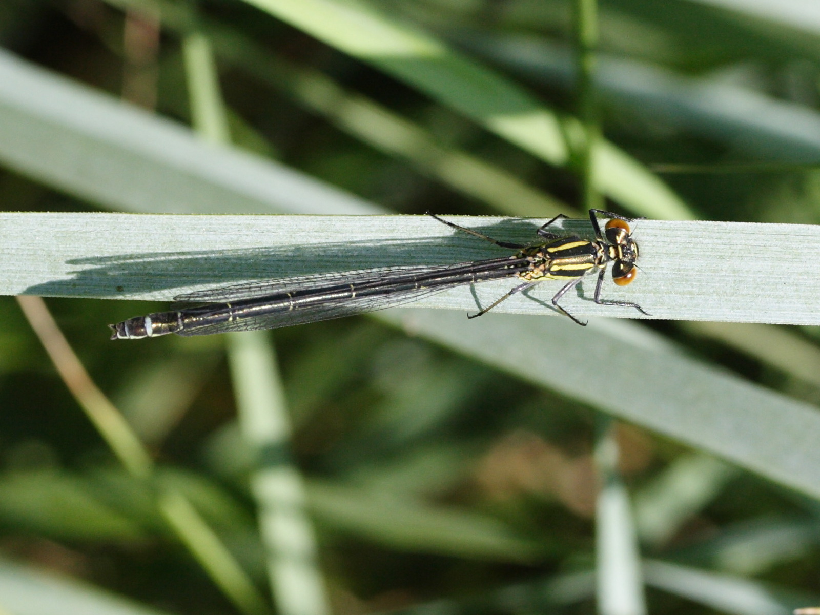 coenagrion_pulchellum3md