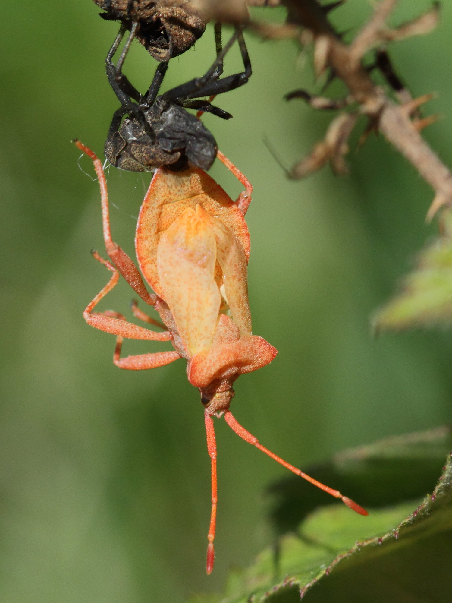 coreus_marginatus3bd