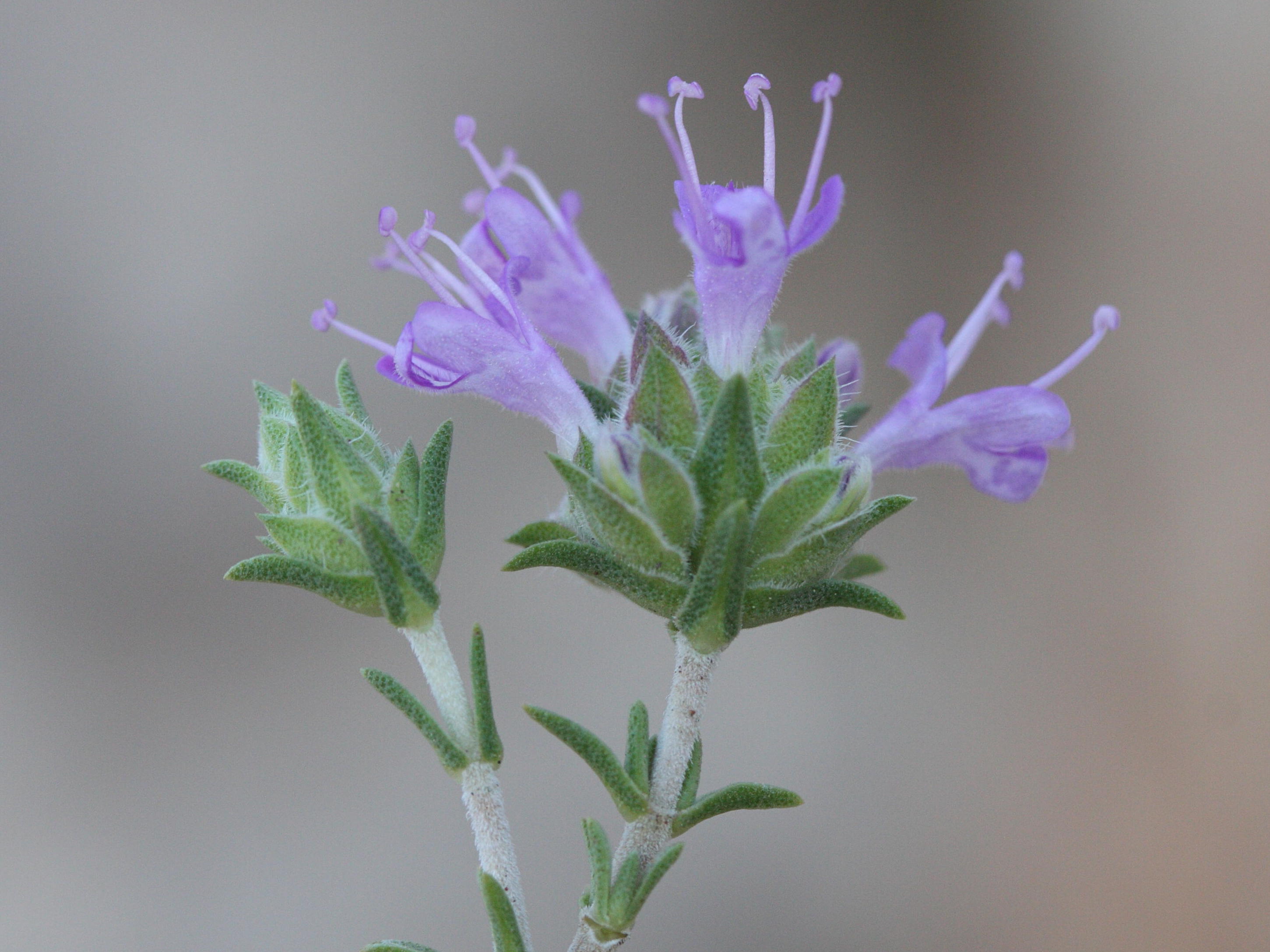 coridothymus_capitatus2md