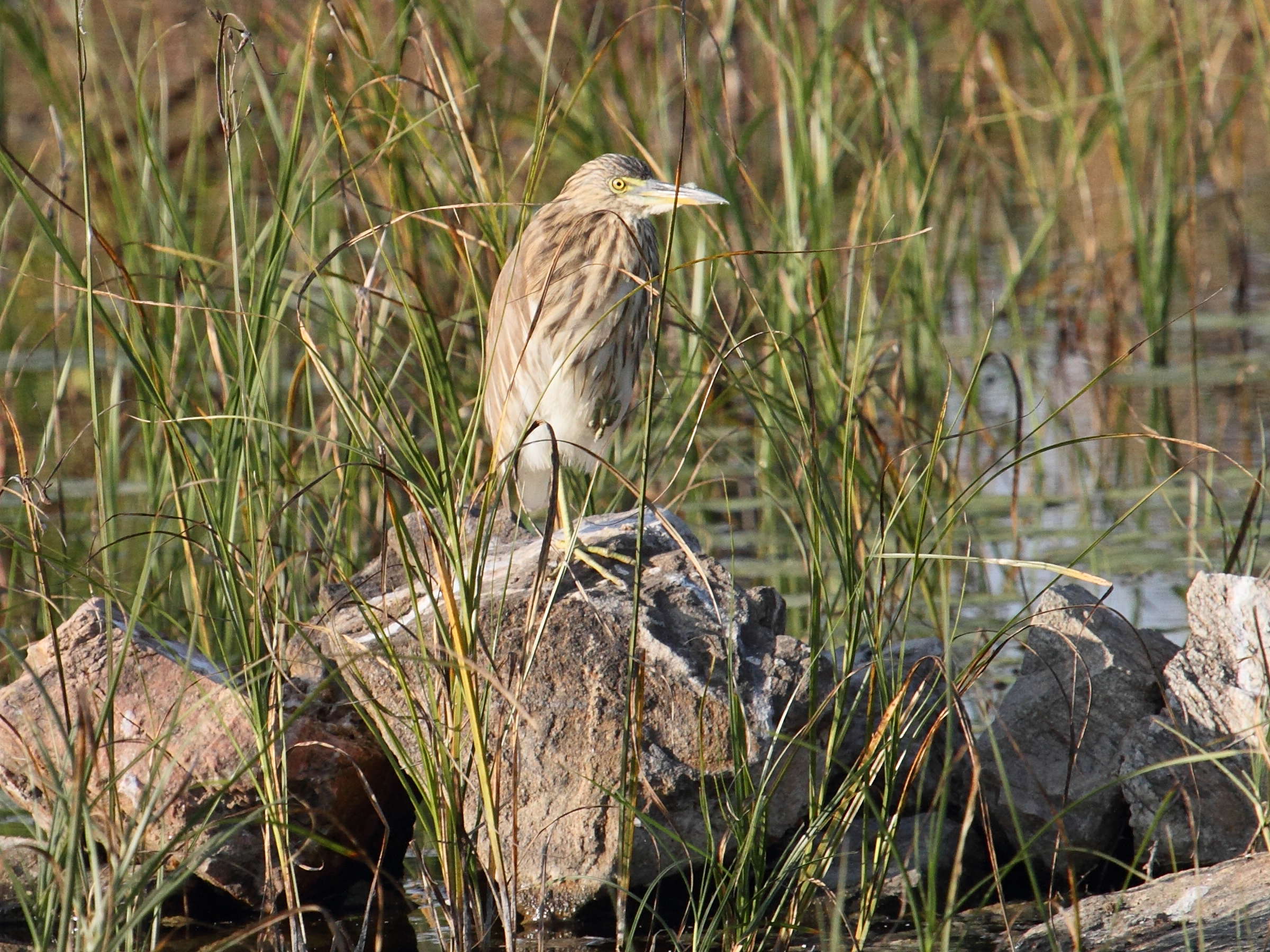 crabier_de_gray_-_ardeola_grayi1bd