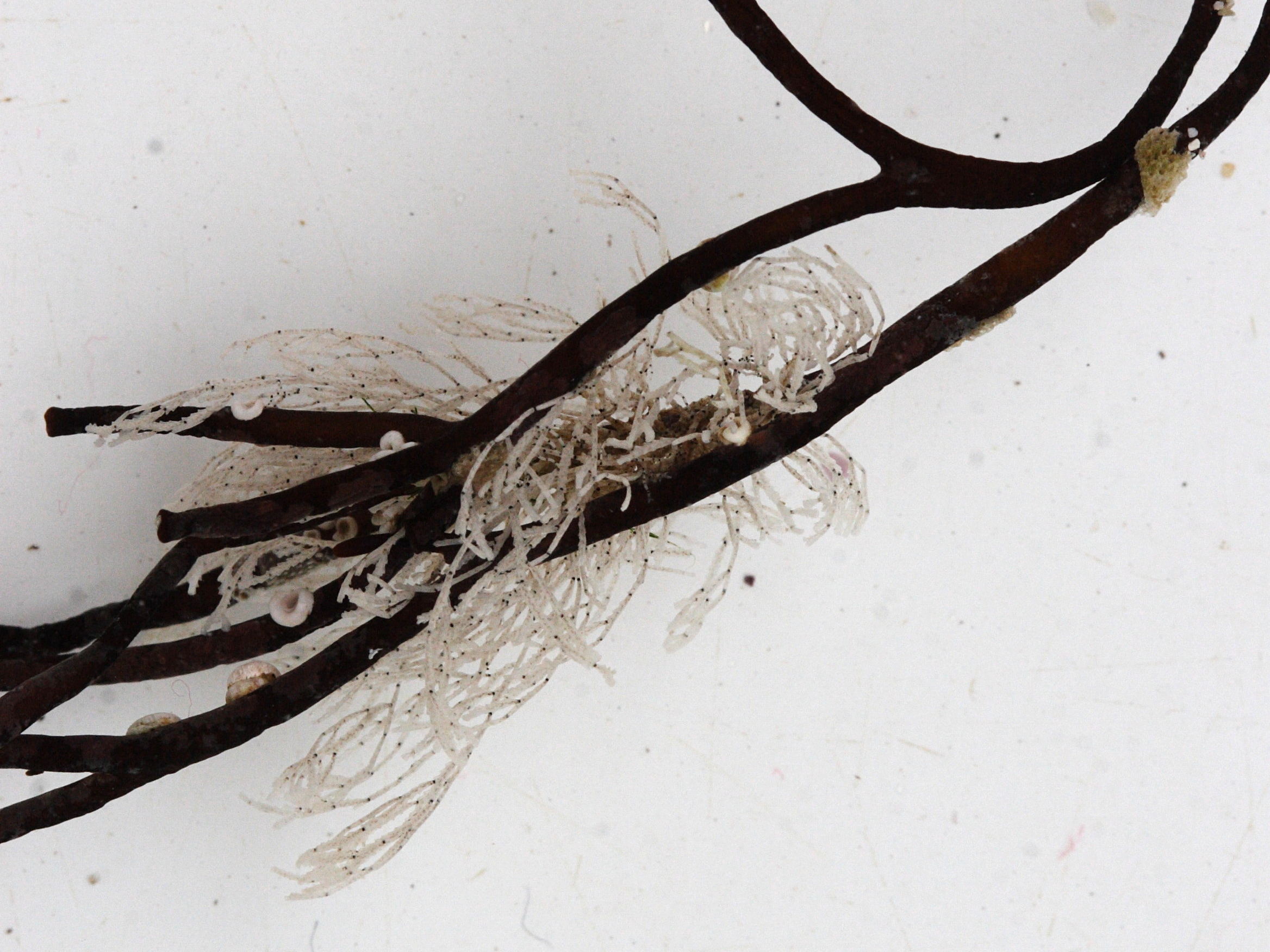 crisia_denticulata2md