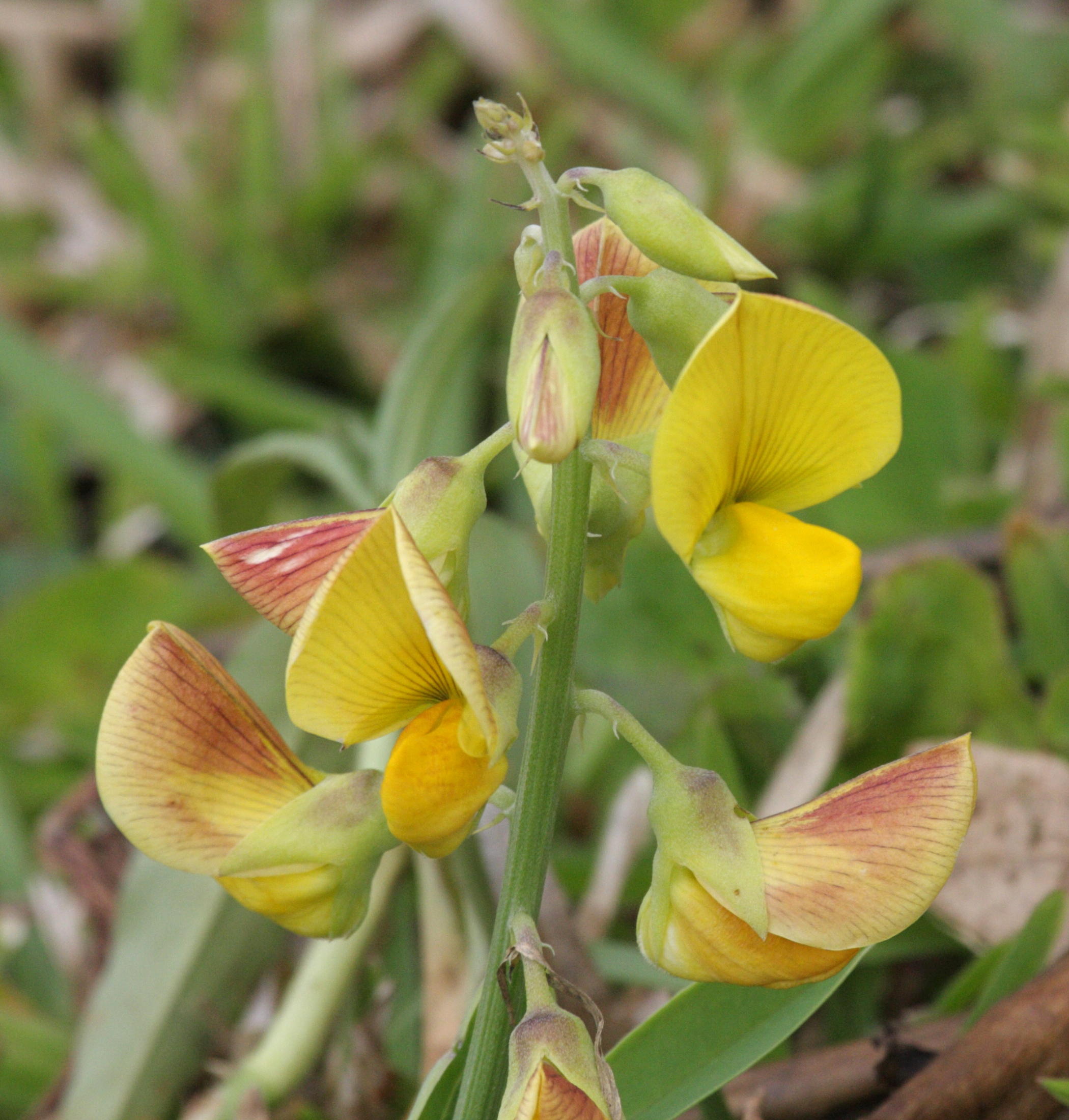crotalaria_retusa2bbd