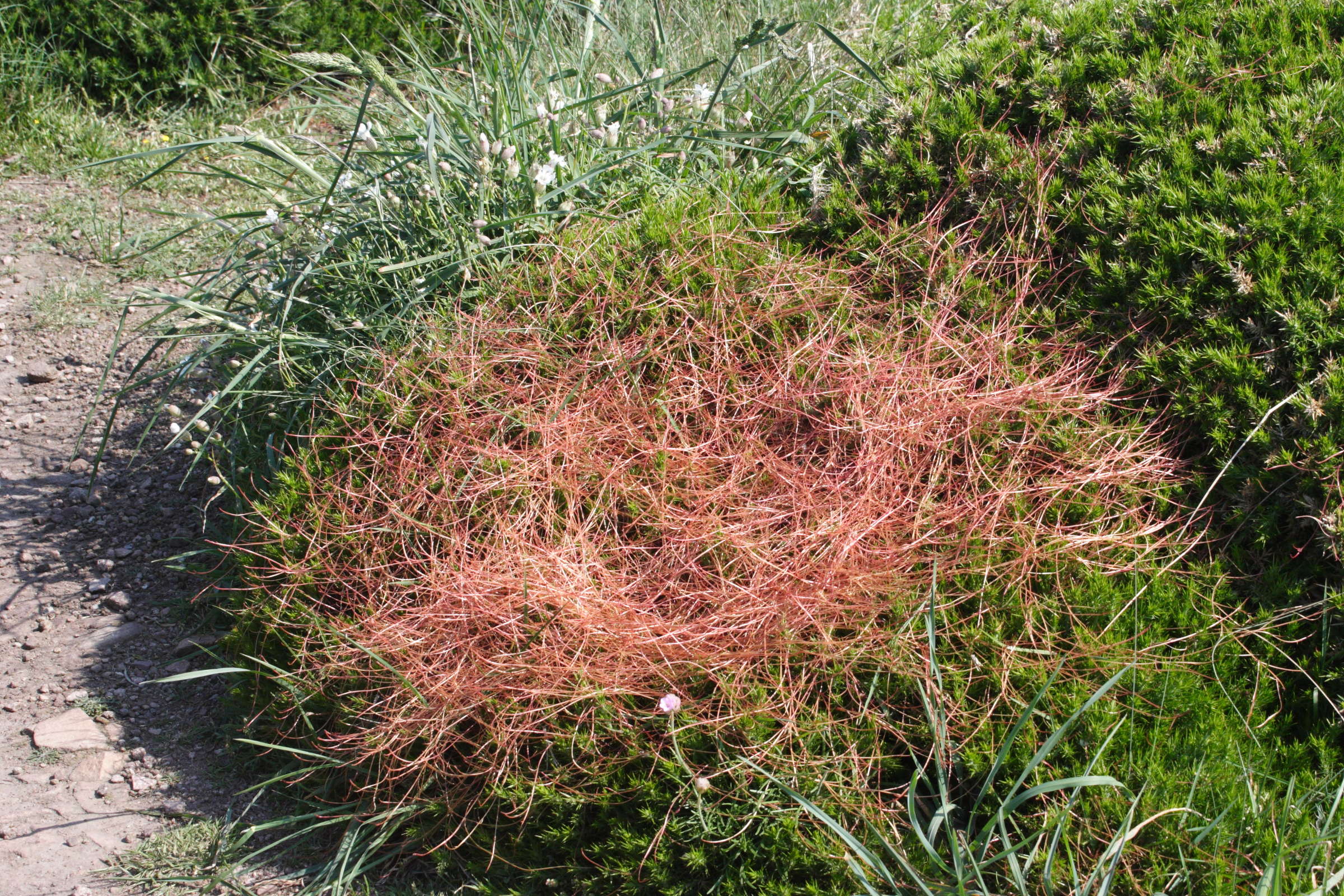 cuscuta_epithymum4md