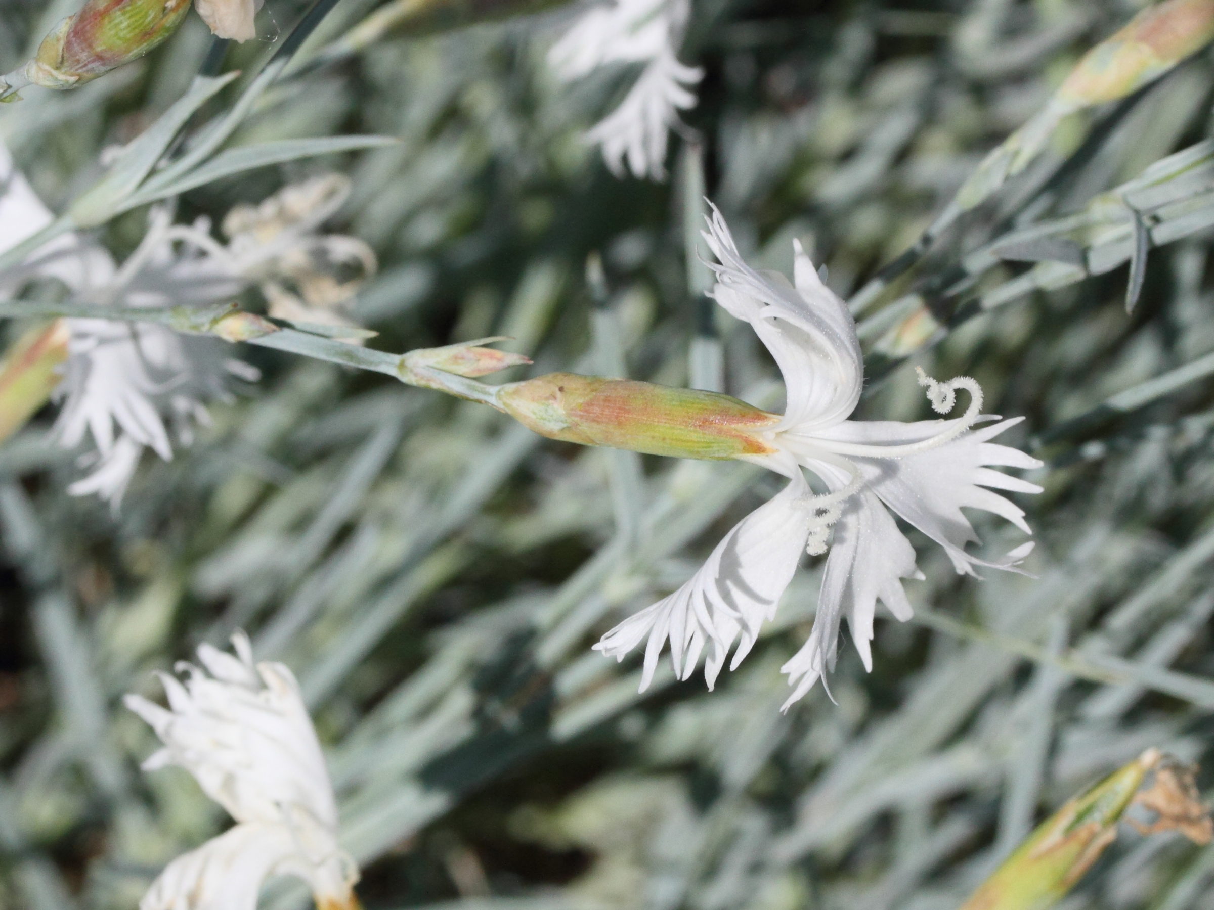 Afficher le média dianthus_plumarius3md dianthus_plumarius3md