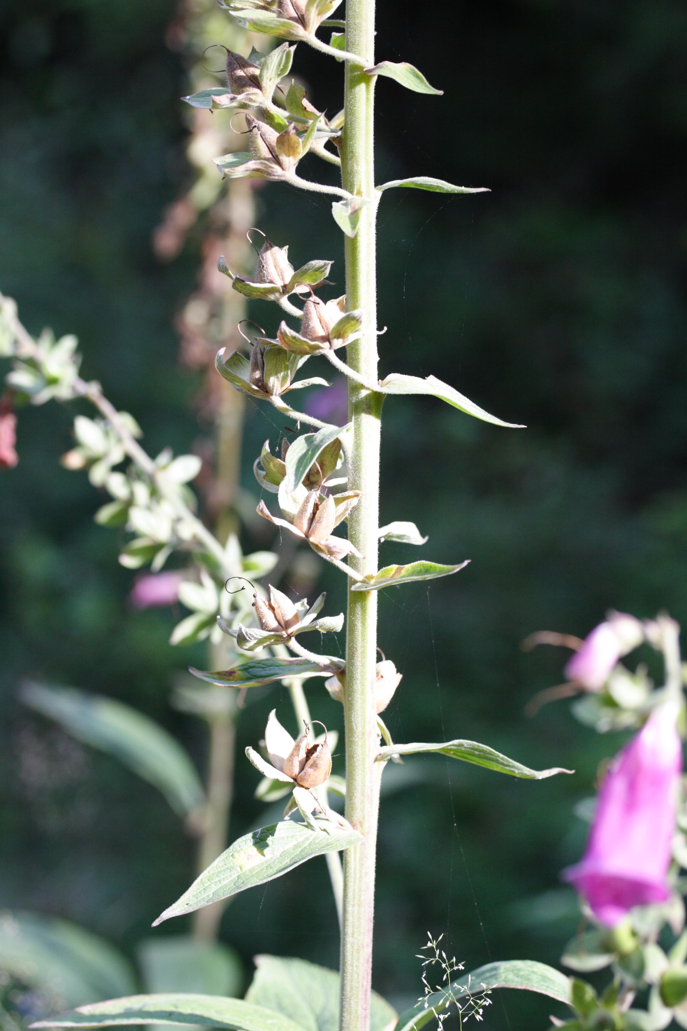 digitalis_purpurea5md
