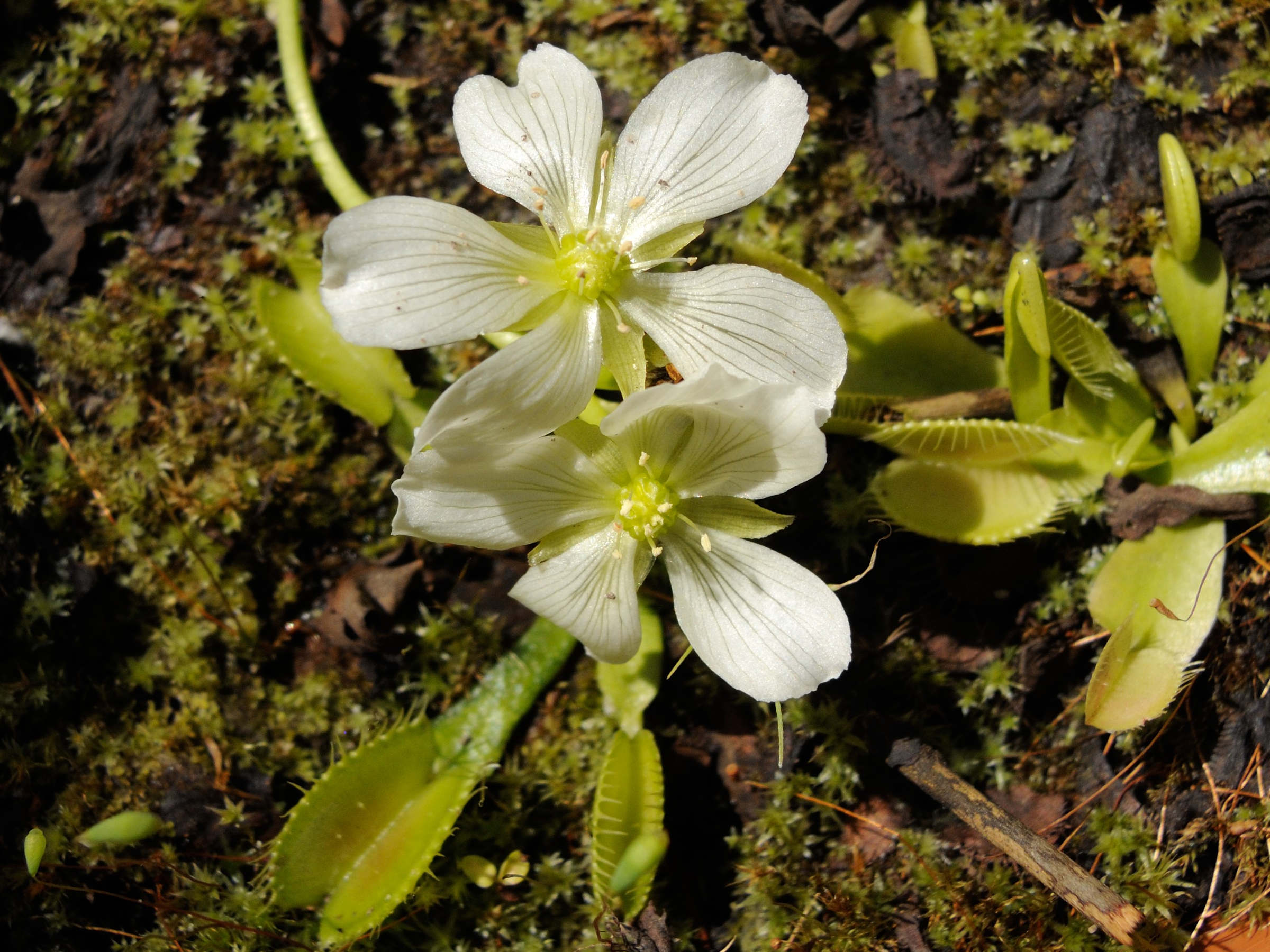 Afficher le média dionaea_muscipula4md dionaea_muscipula4md