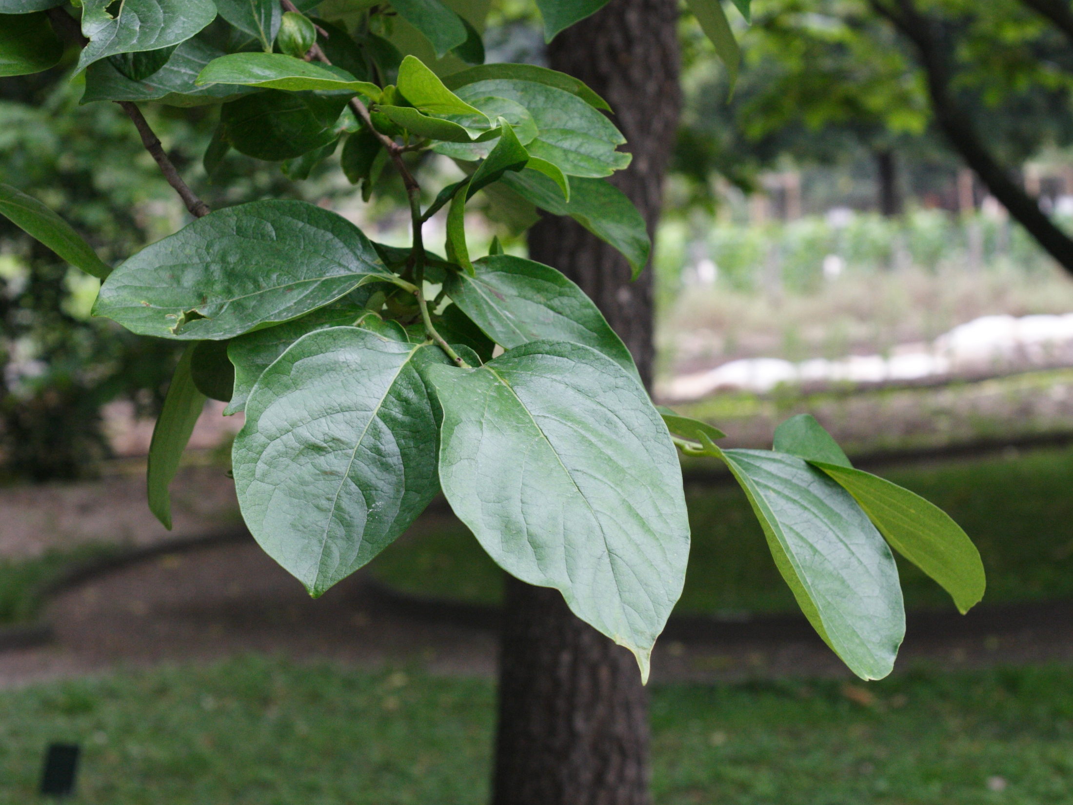 Afficher le média diospyros_kaki4md diospyros_kaki4md