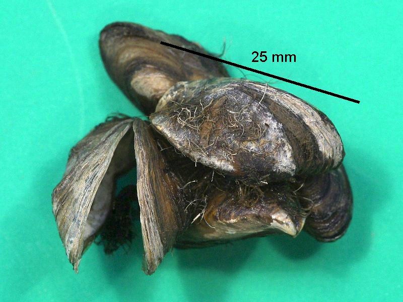 dreissena_polymorpha_polymorpha1bmd
