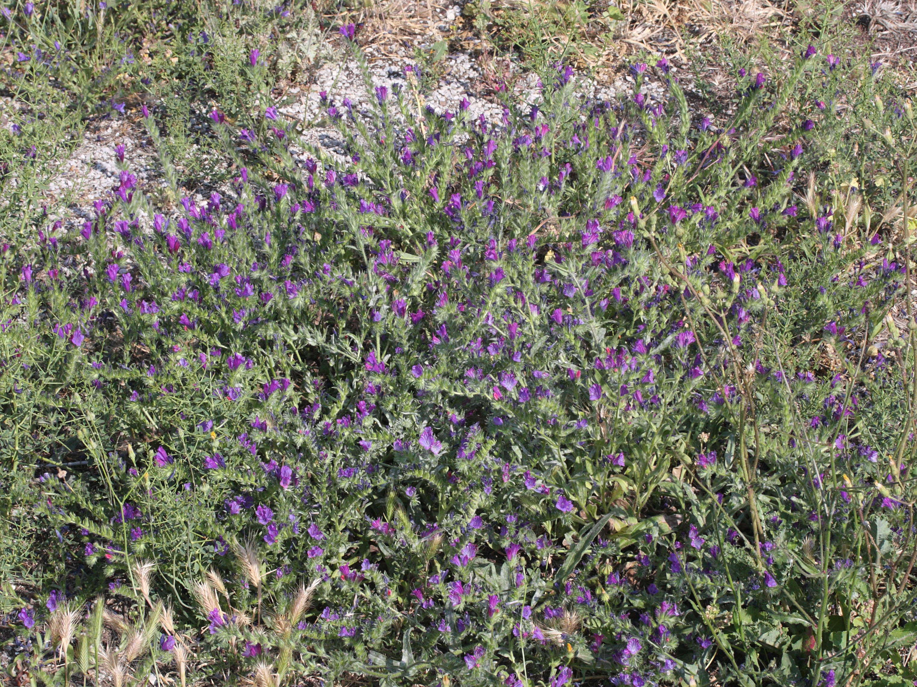 Afficher le média echium_plantagineum1md echium_plantagineum1md