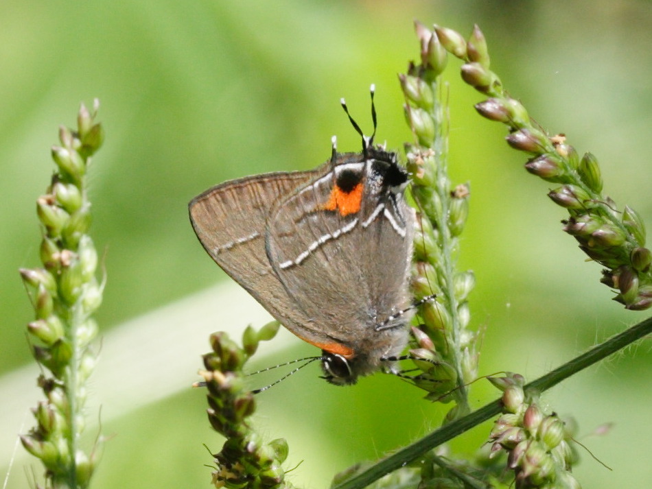 electrostrymon_angerona1md