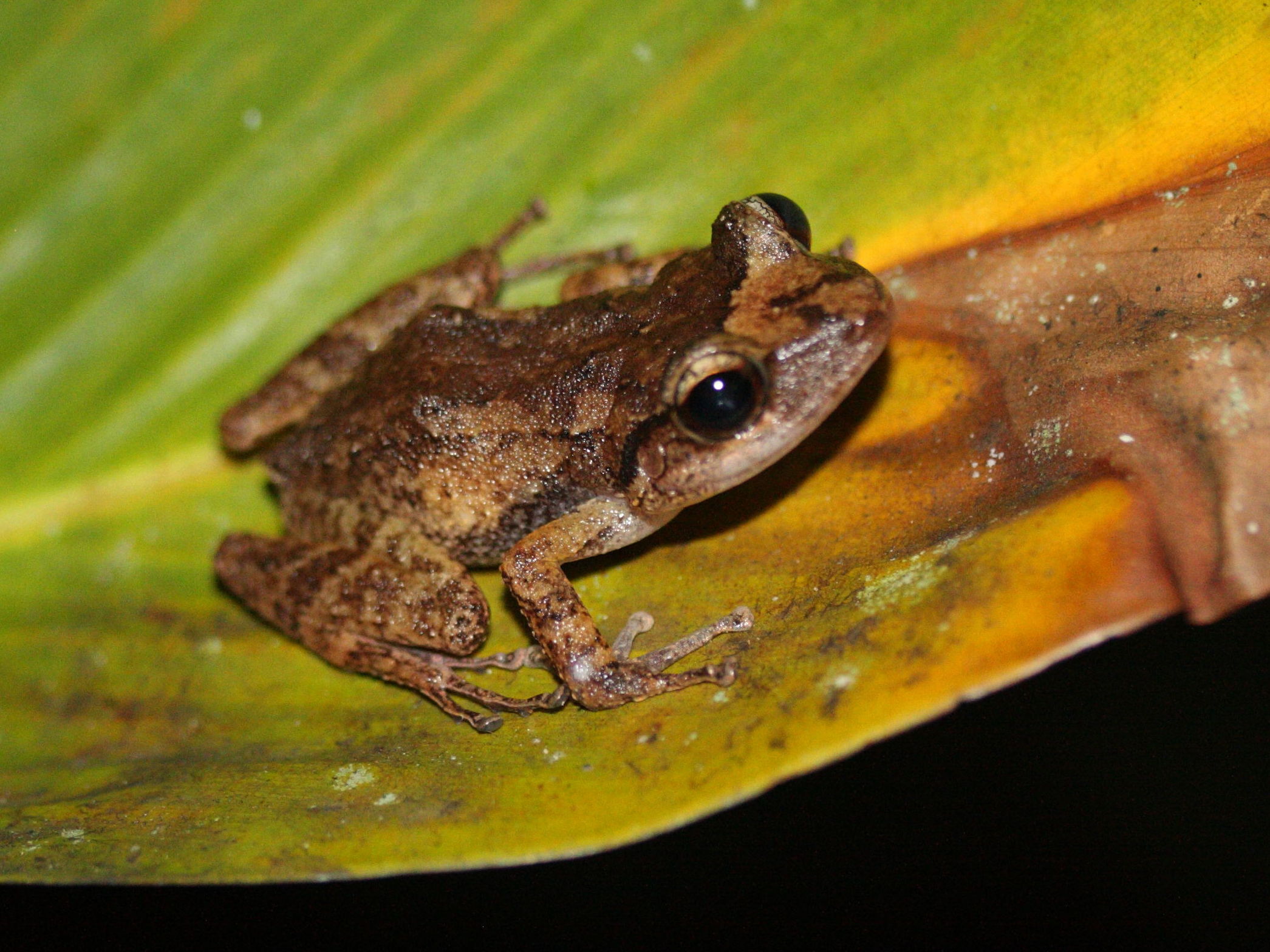 eleutherodactylus_martinicensis2bd