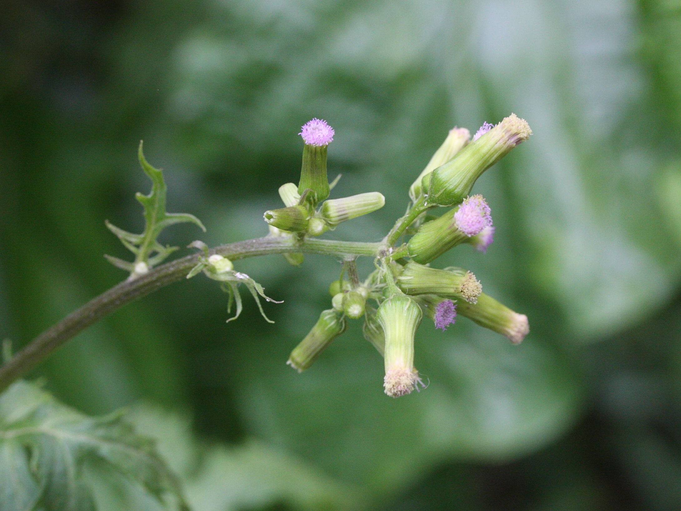 emilia_sonchifolia4md