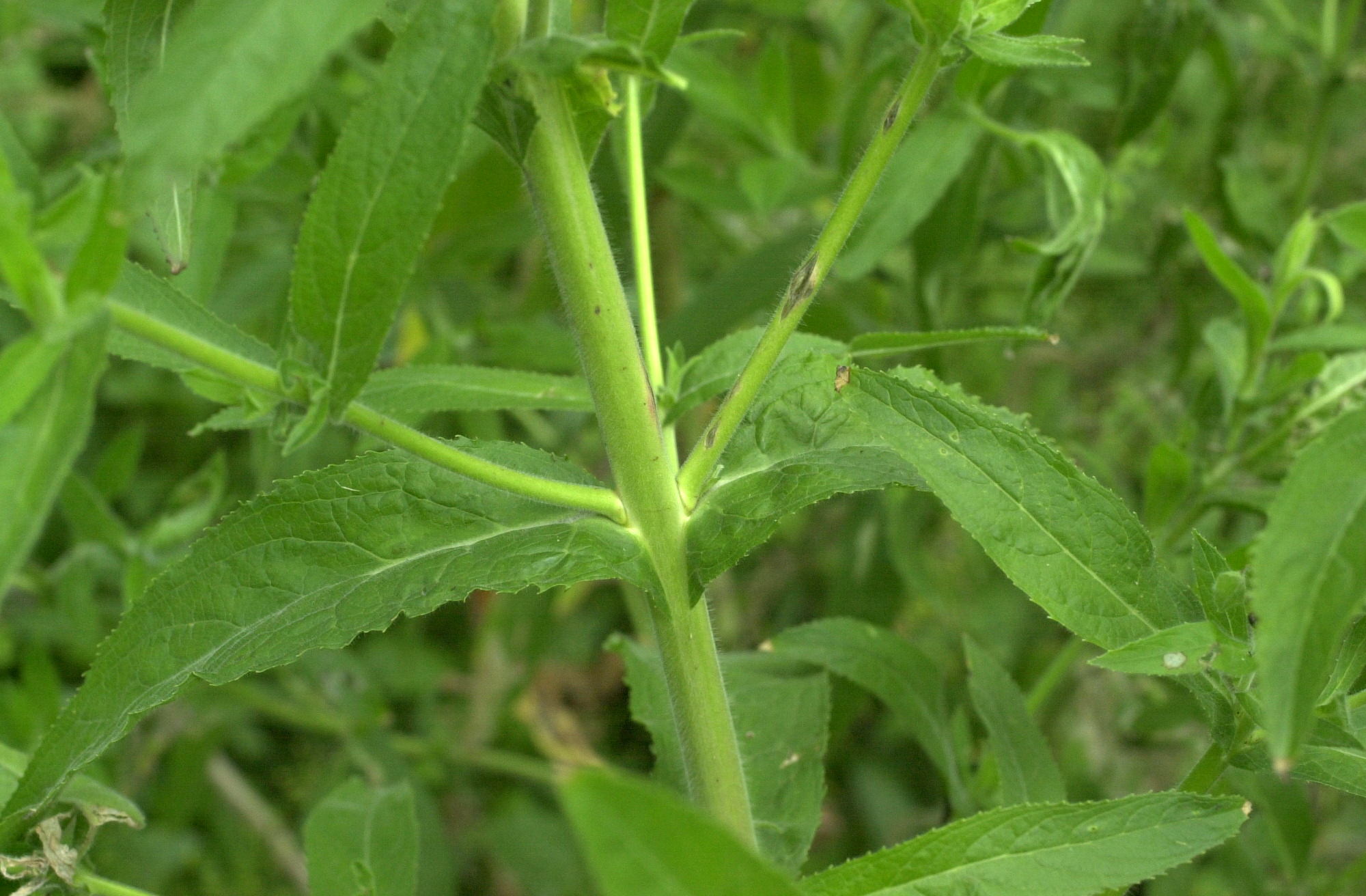 Afficher le média epilobium_hirsutum4md epilobium_hirsutum4md
