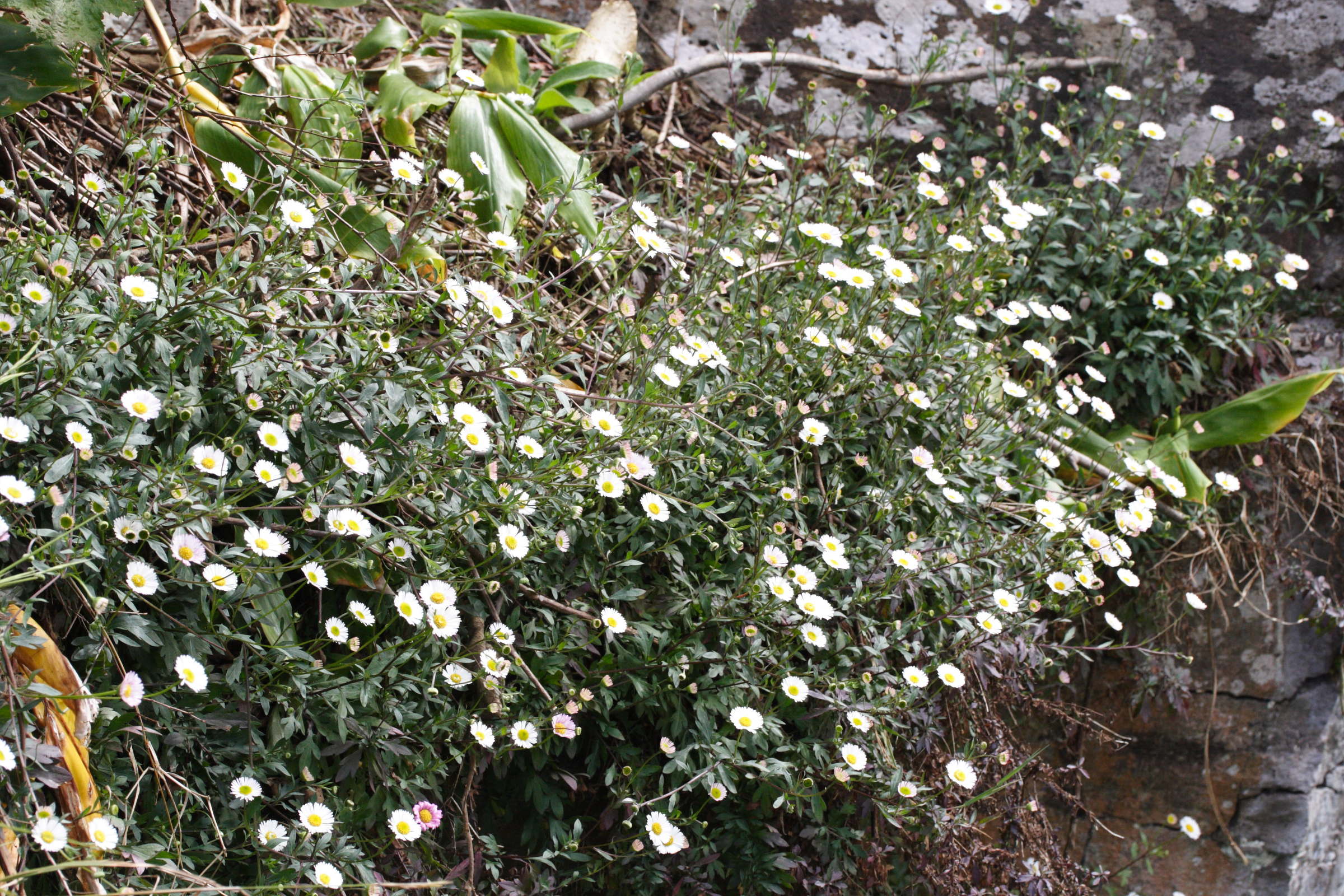 Erigeron_karvinskianus
