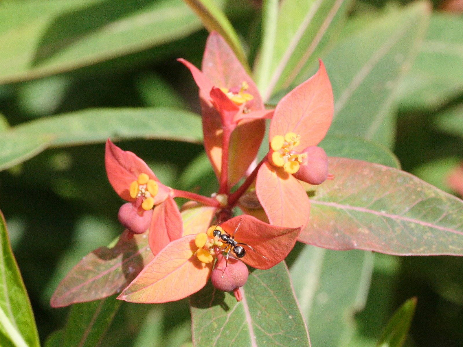euphorbia_griffithii3md