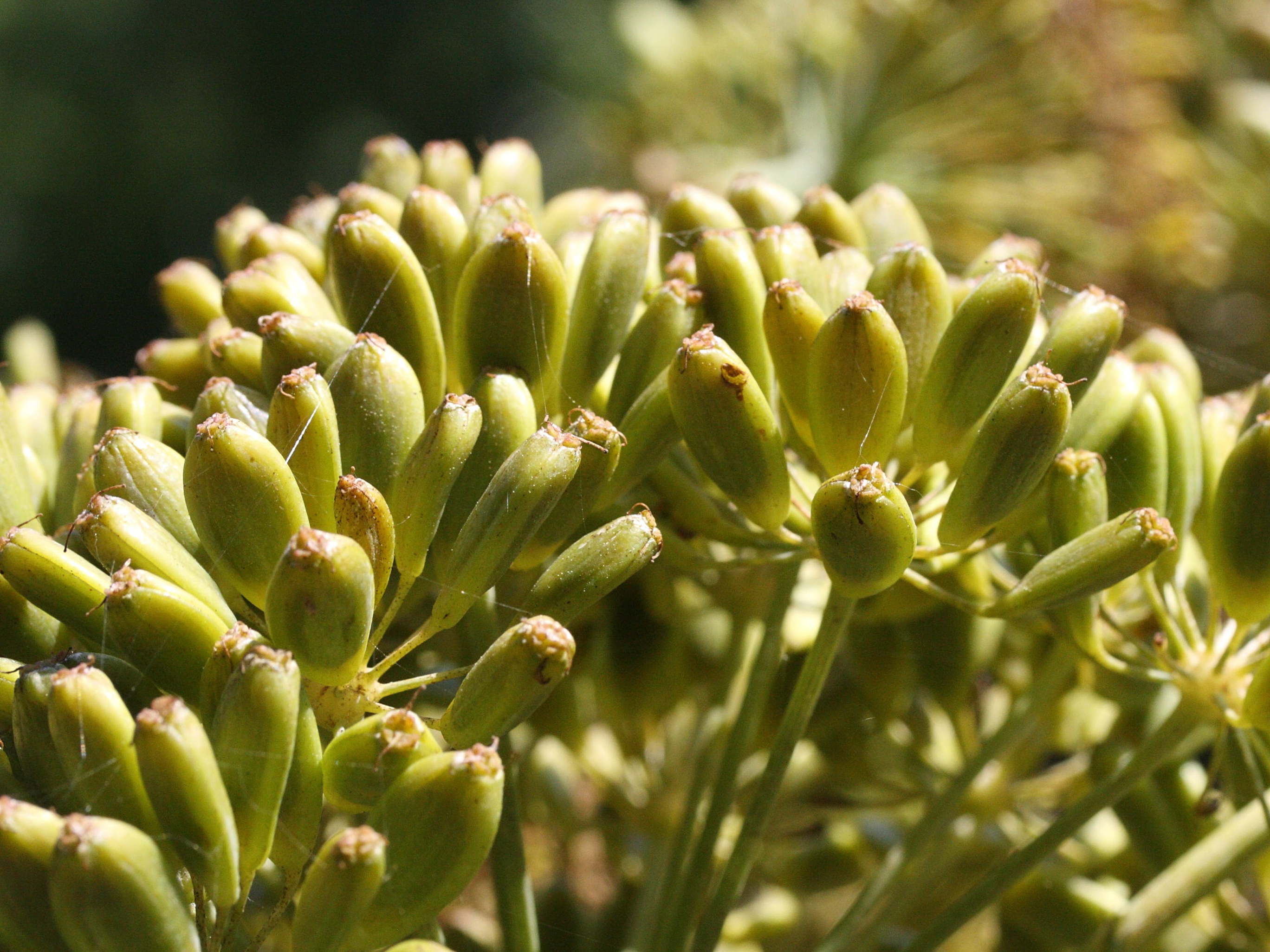 Ferula_communis