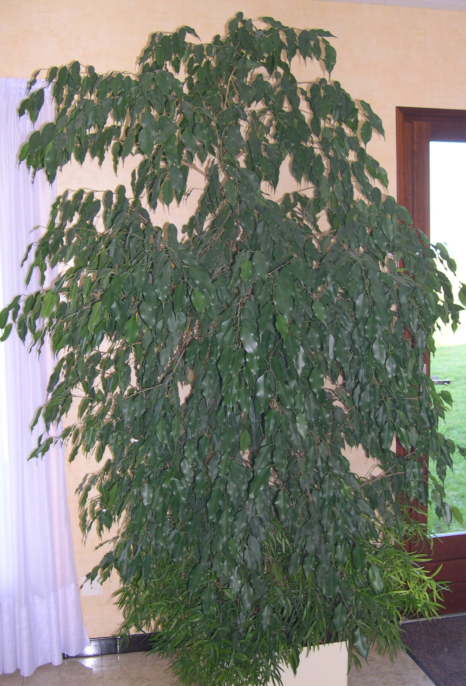ficus_benjamina1md