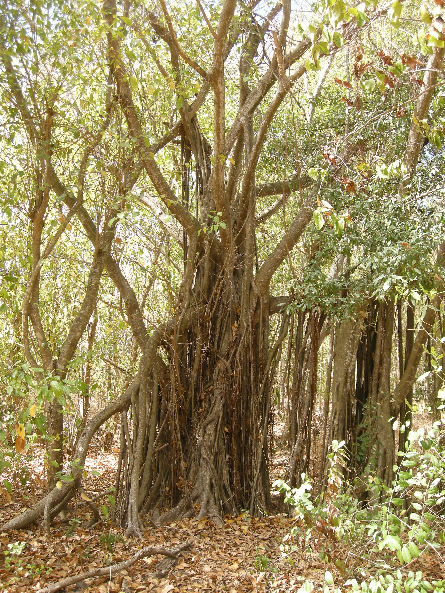 ficus_citrifolia4md