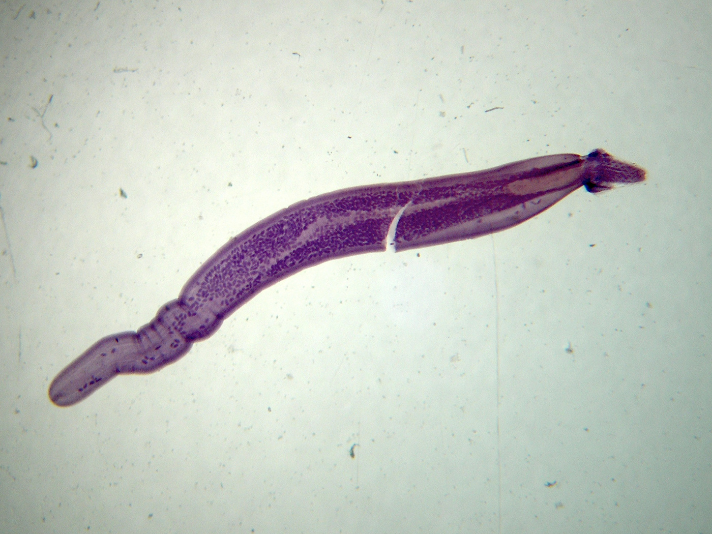 genre indéterminé_sp