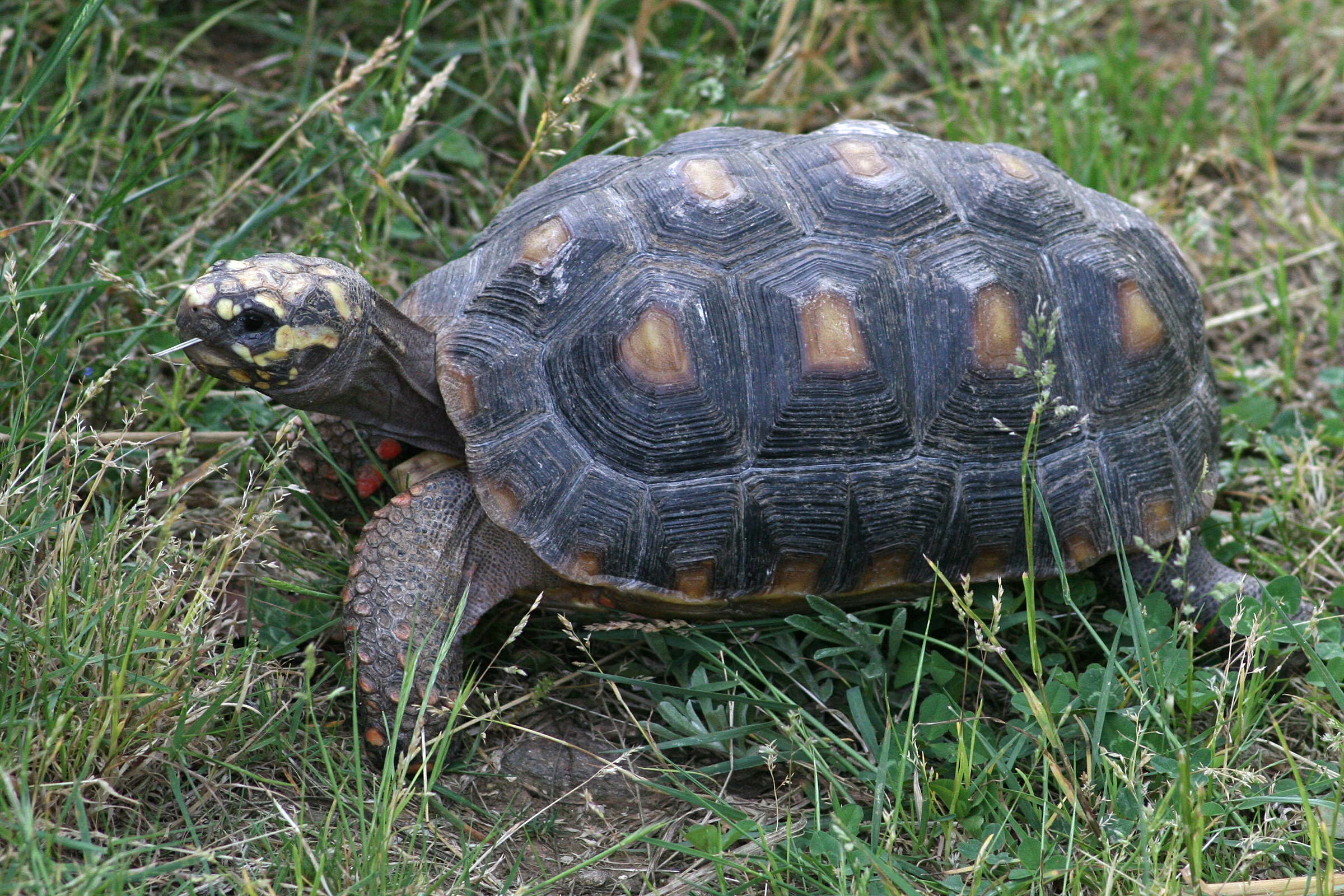 geochelone_pardalis5md