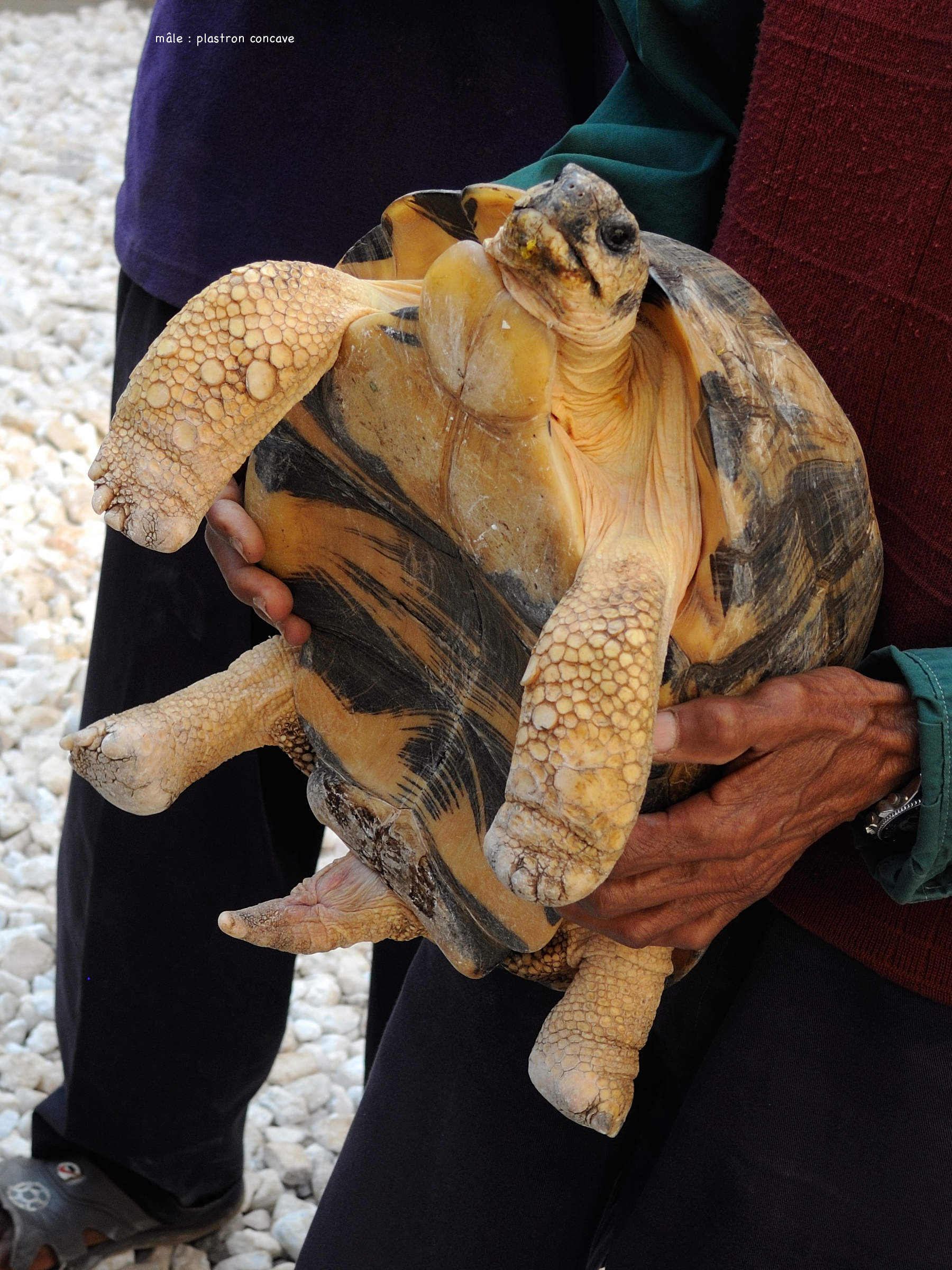 Afficher le média geochelone_radiata8md geochelone_radiata8md