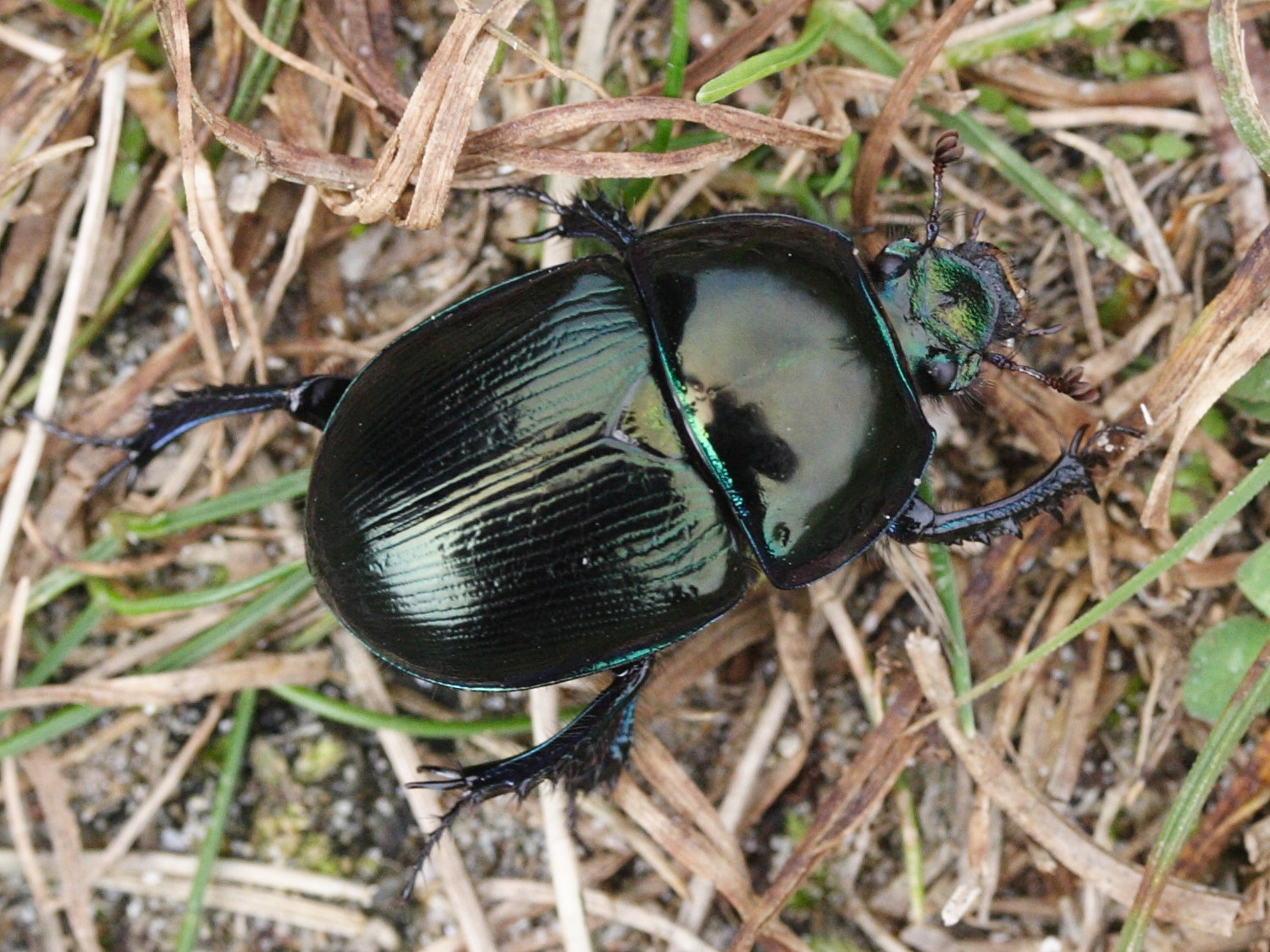 geotrupes_mutator3md