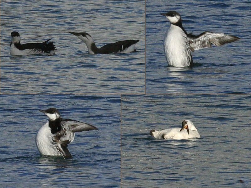 guillemot_de_troil_-_uria_aalge2bd