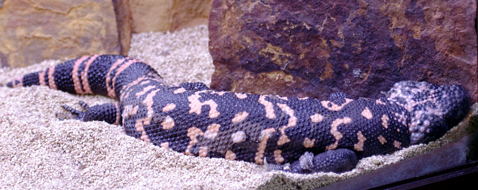 heloderma_suspectum1bd