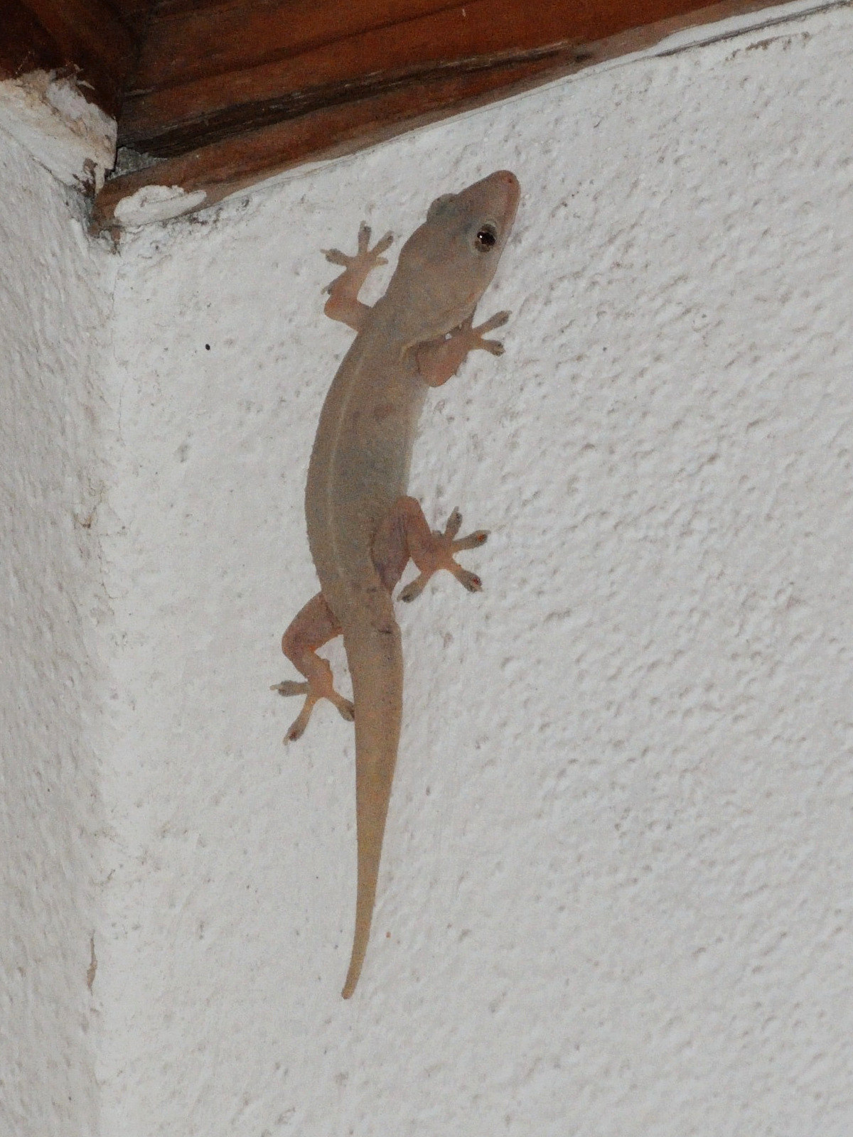 Afficher le média hemidactylus_frenatus4md hemidactylus_frenatus4md