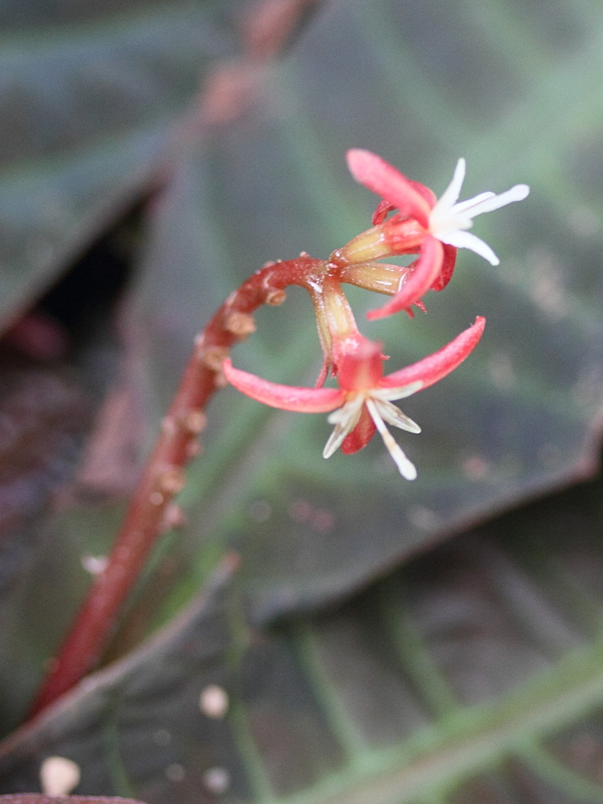 hoffmannia_refulgens2md