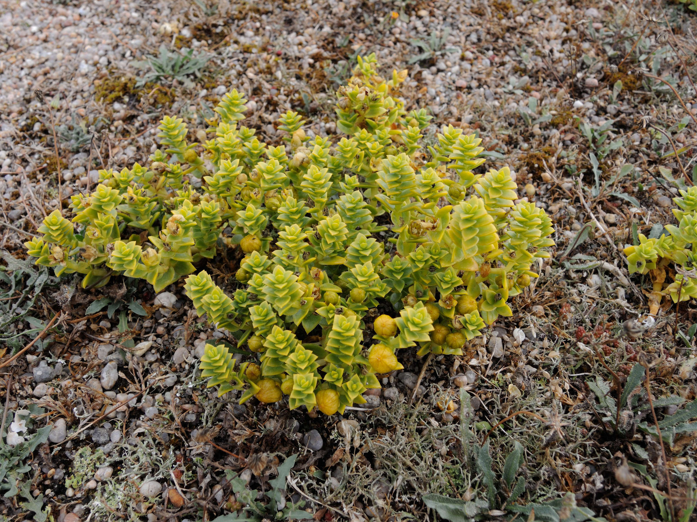 Afficher le média honckenya_peploides4amd honckenya_peploides4amd