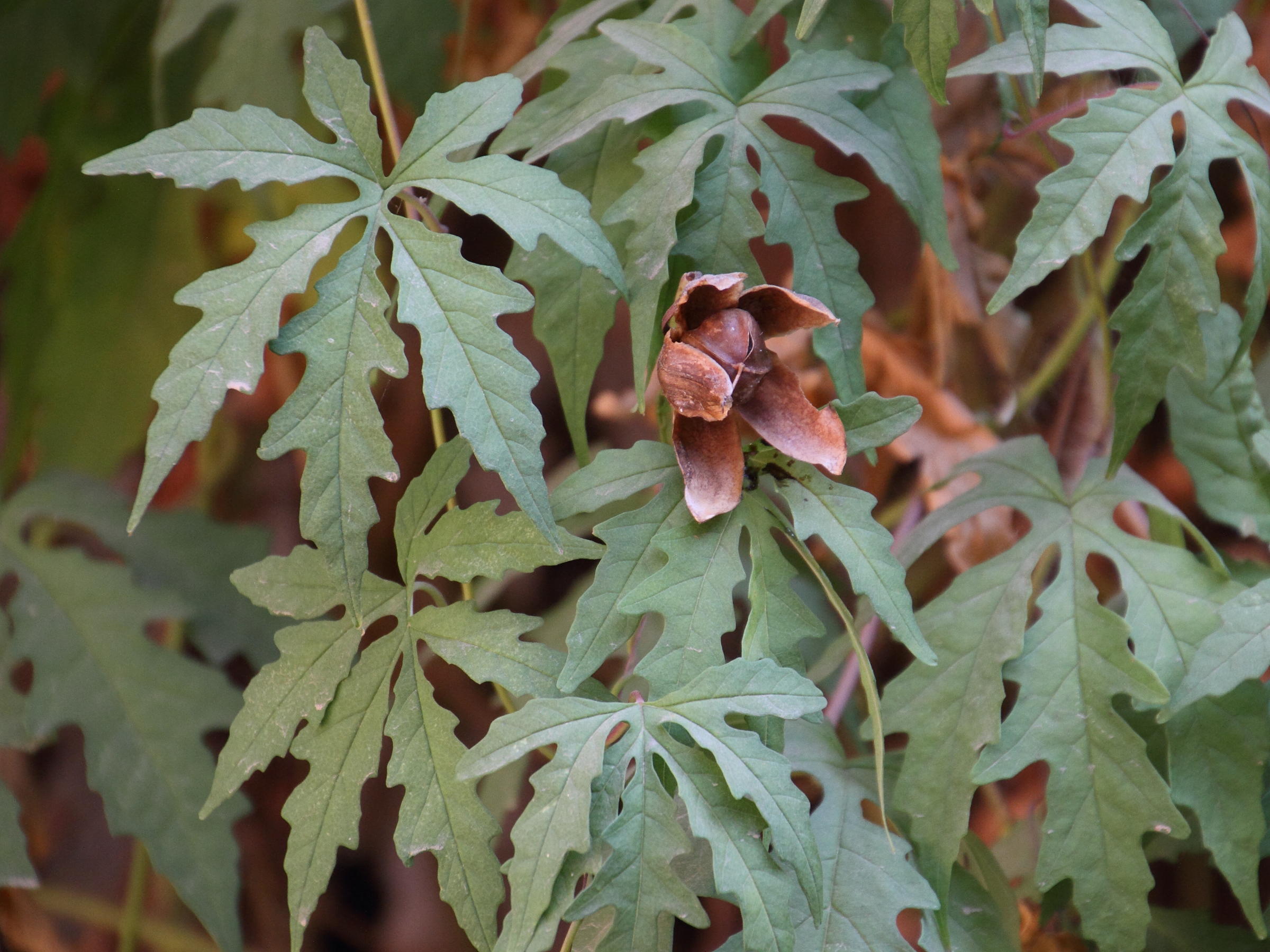 ipomoea_pes-tigridis2md