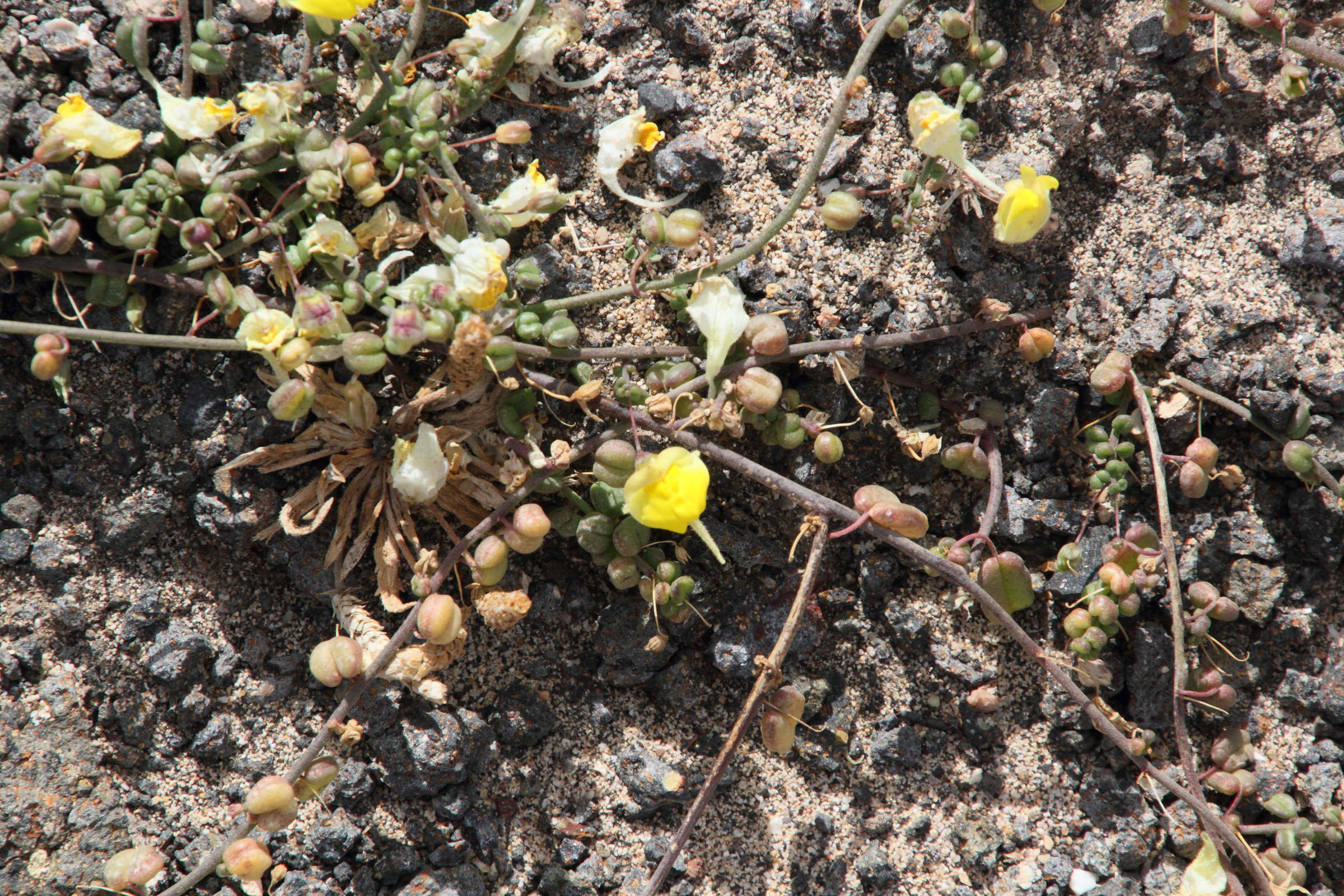 Afficher le média kickxia_sagittata1md kickxia_sagittata1md