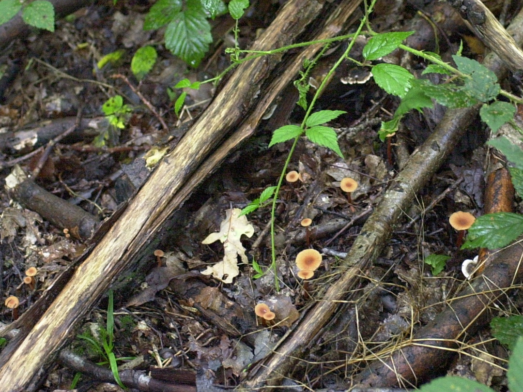 Afficher le média lactarius_quietus1bd lactarius_quietus1bd