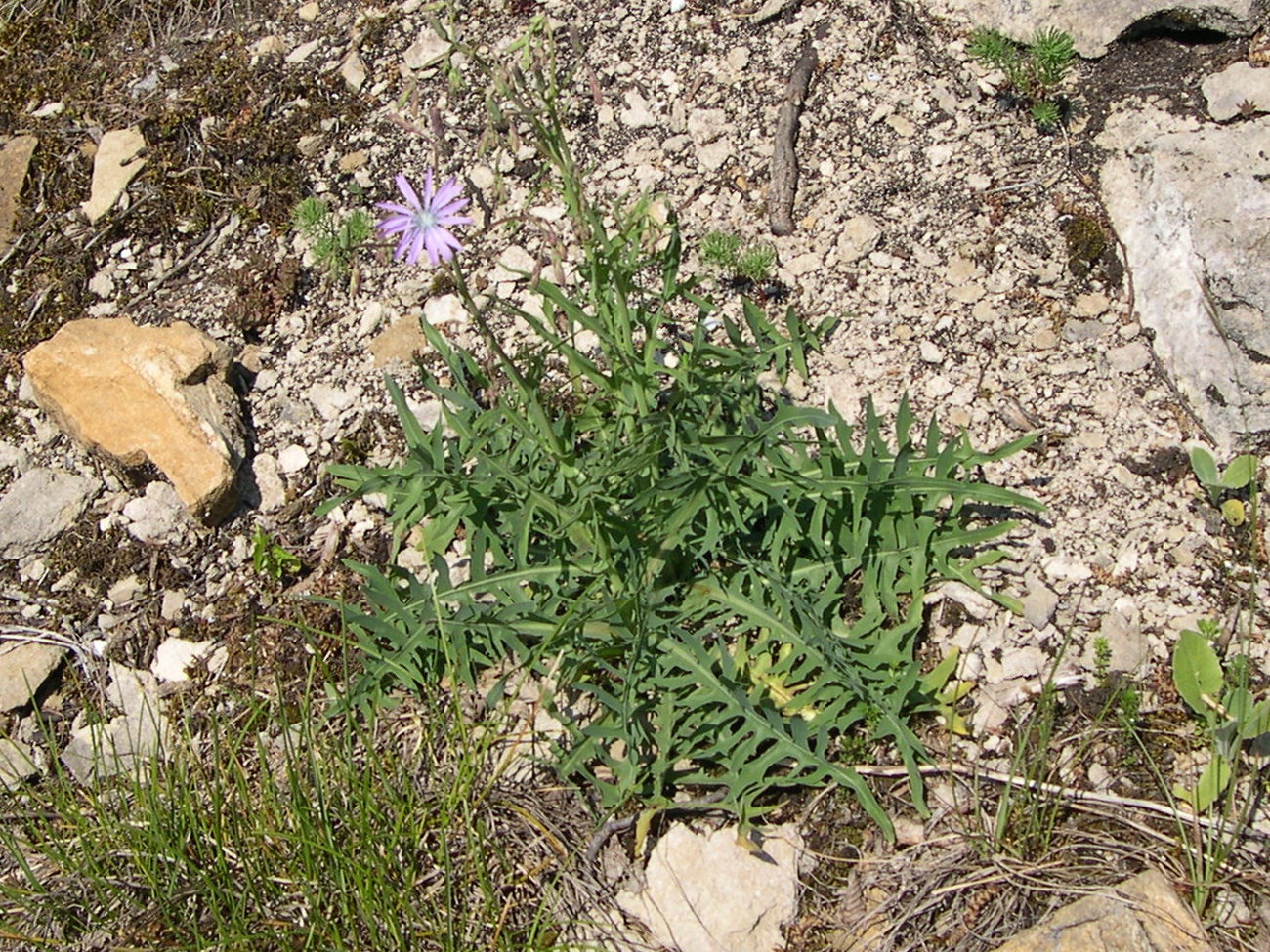 lactuca_perennis1amd