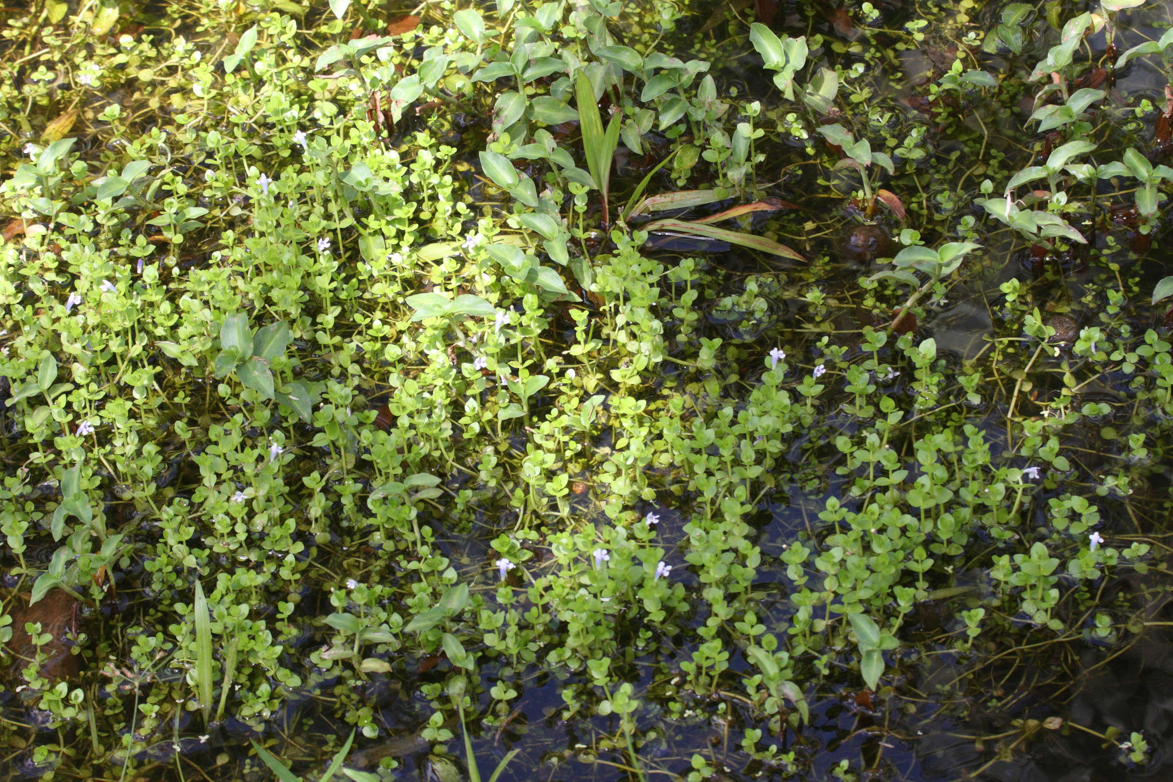 Afficher le média lindernia_microcalyx2bd lindernia_microcalyx2bd