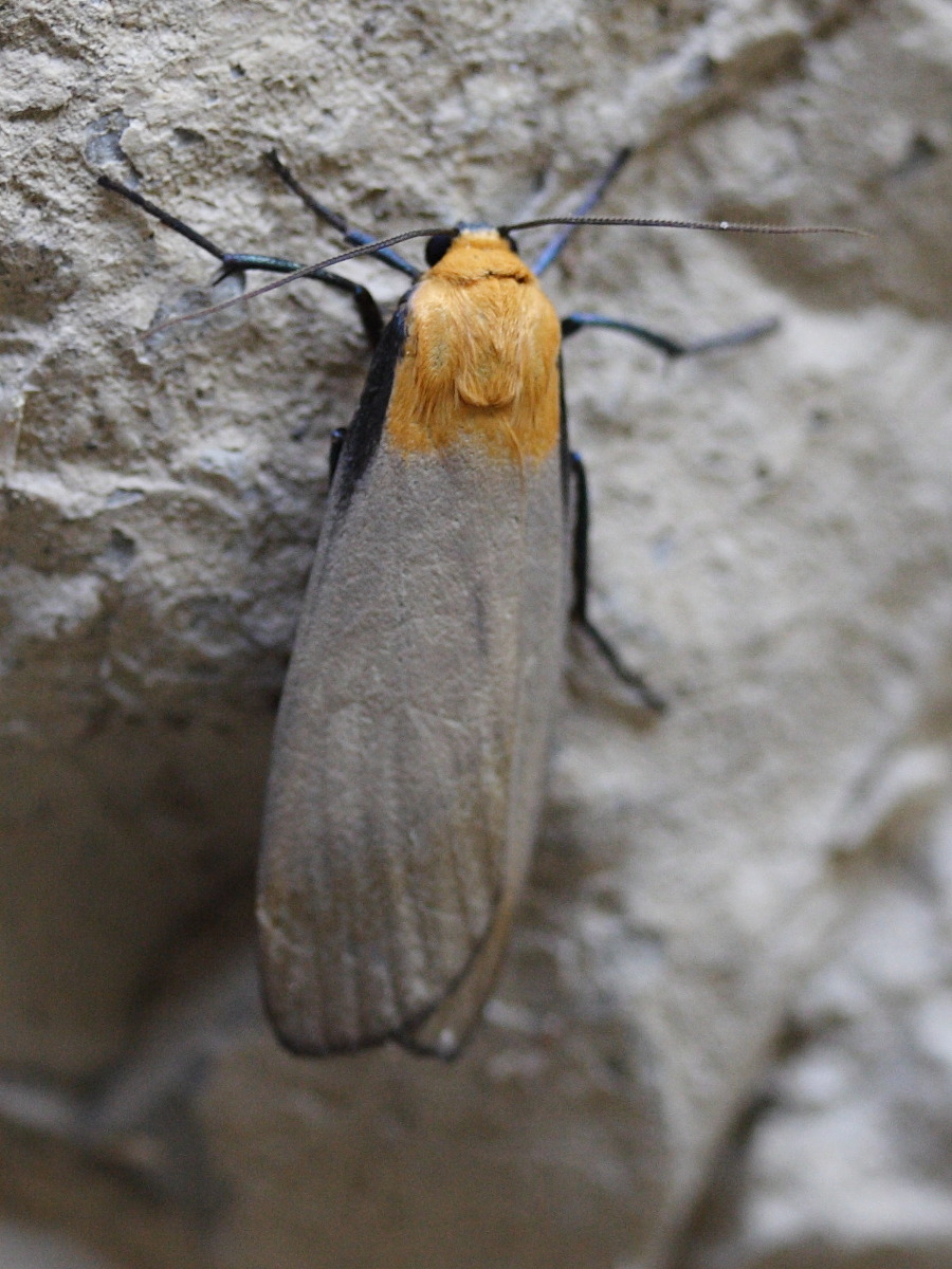 Afficher le média lithosia_quadra4md lithosia_quadra4md