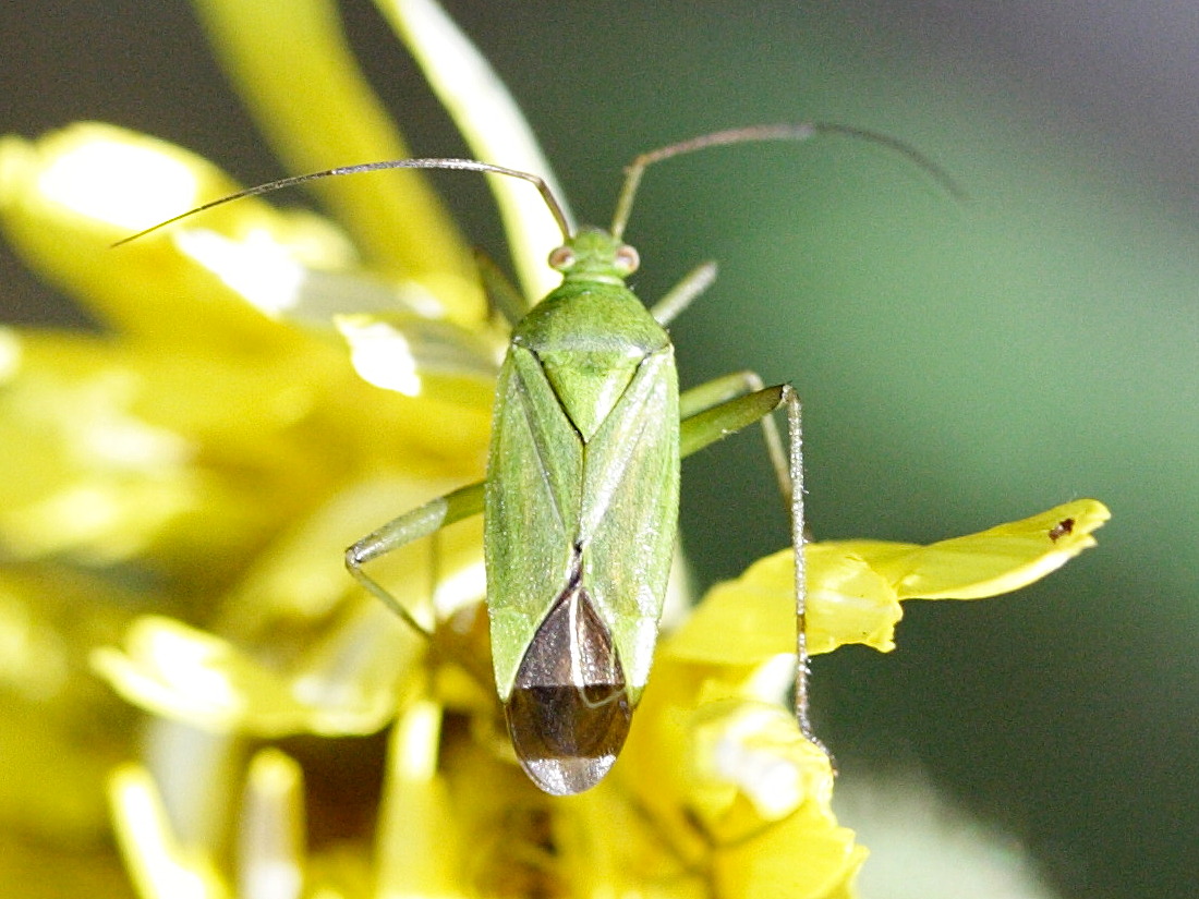 lygocoris_pabulinus1md