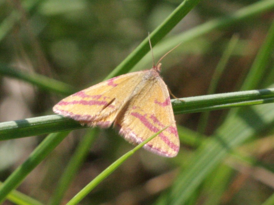 lythria_cruentaria2bd