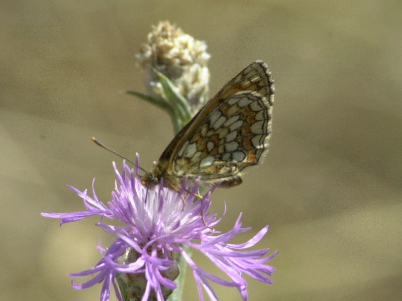 Afficher le média melitaea_athalia3md melitaea_athalia3md