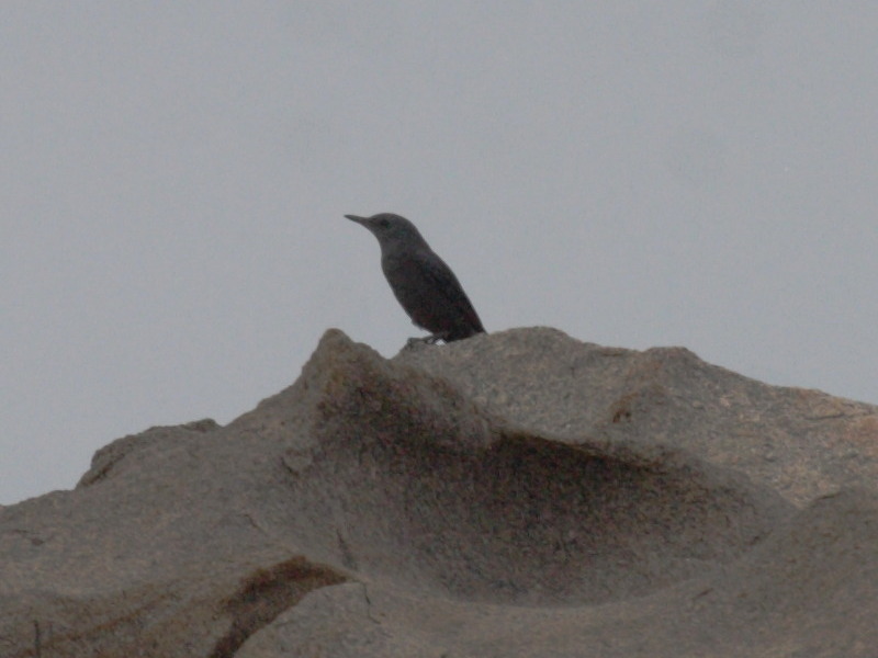 merle_bleu_-_monticola_solitarius3bd