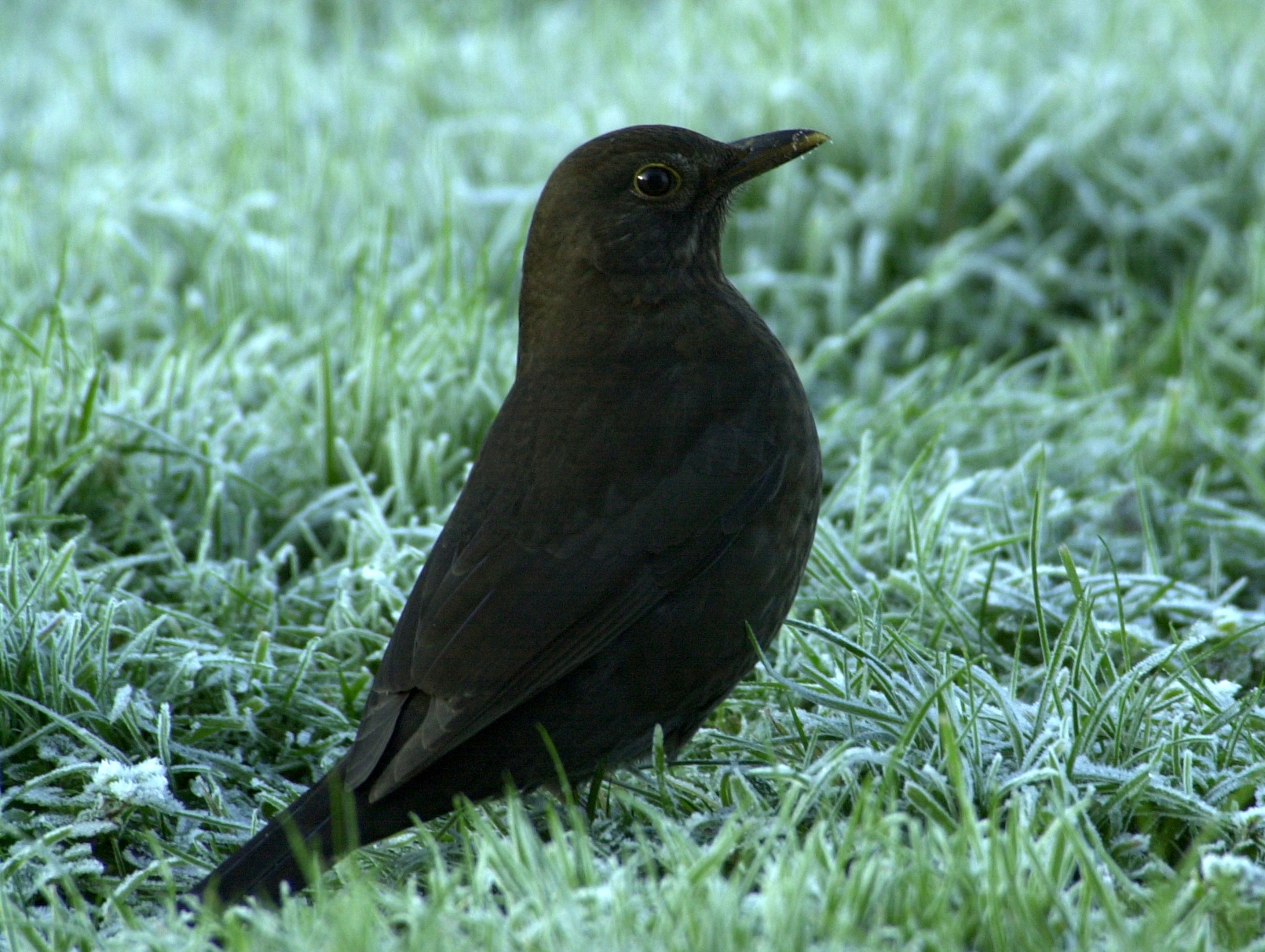 merle_noir_-_turdus_merula6bd