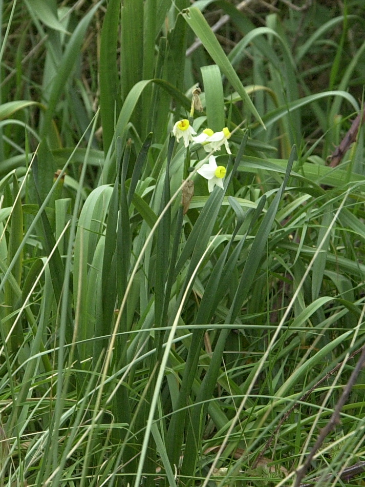 narcissus_tazetta1bd