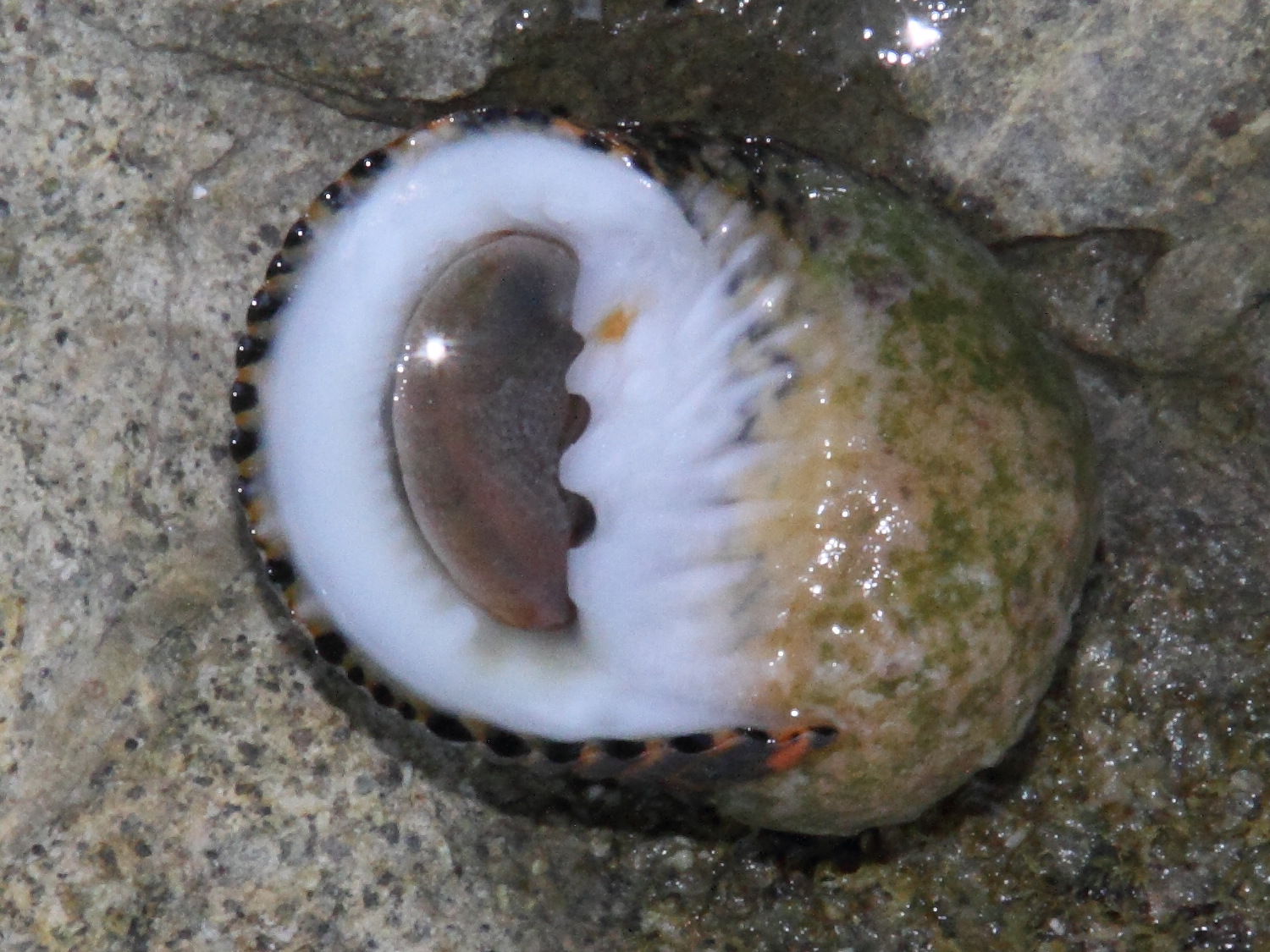 nerita_scabricosta2md