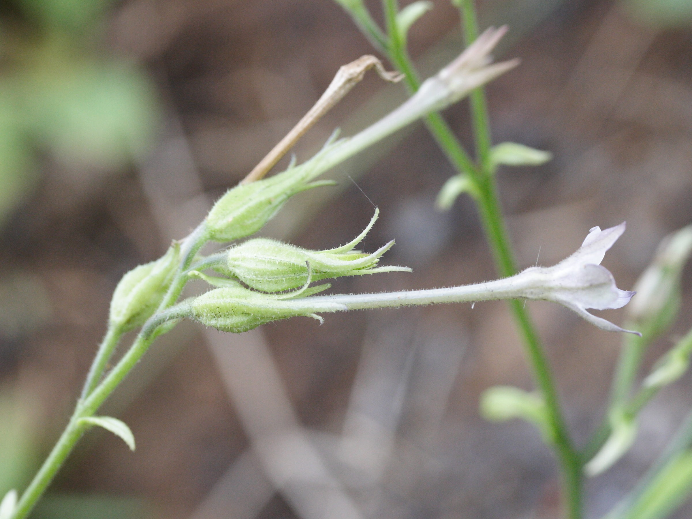 nicotiana_plumbaginifolia3md