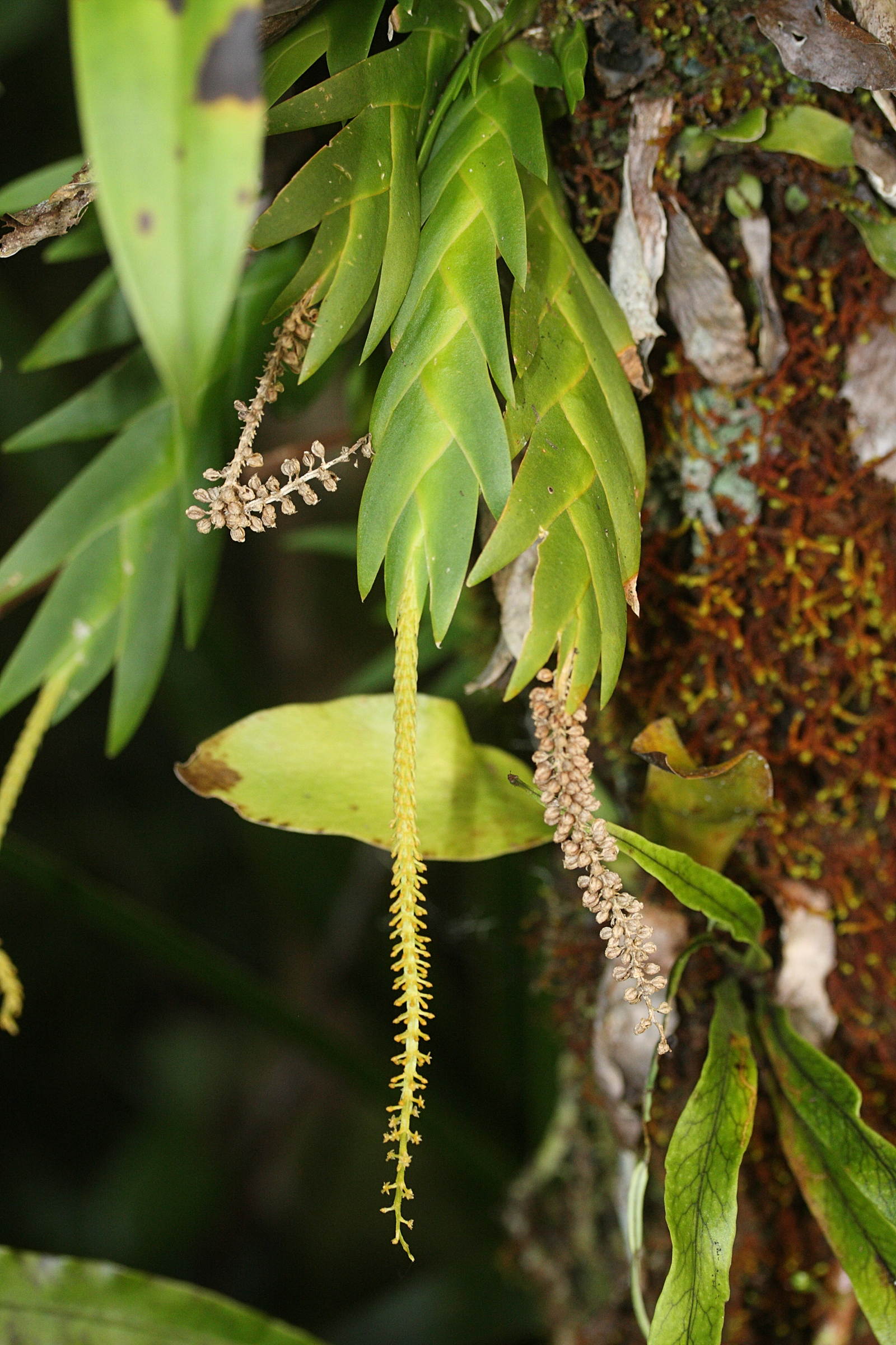 oberonia_disticha3md