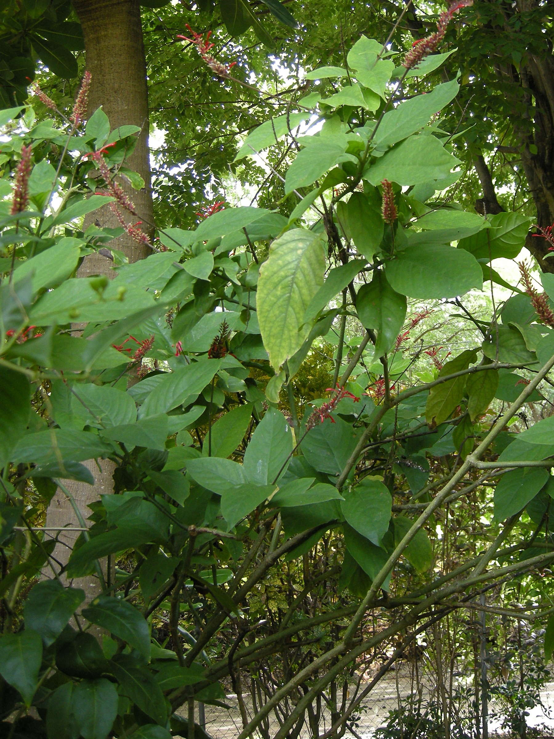 odontonema_tubaeforme1md