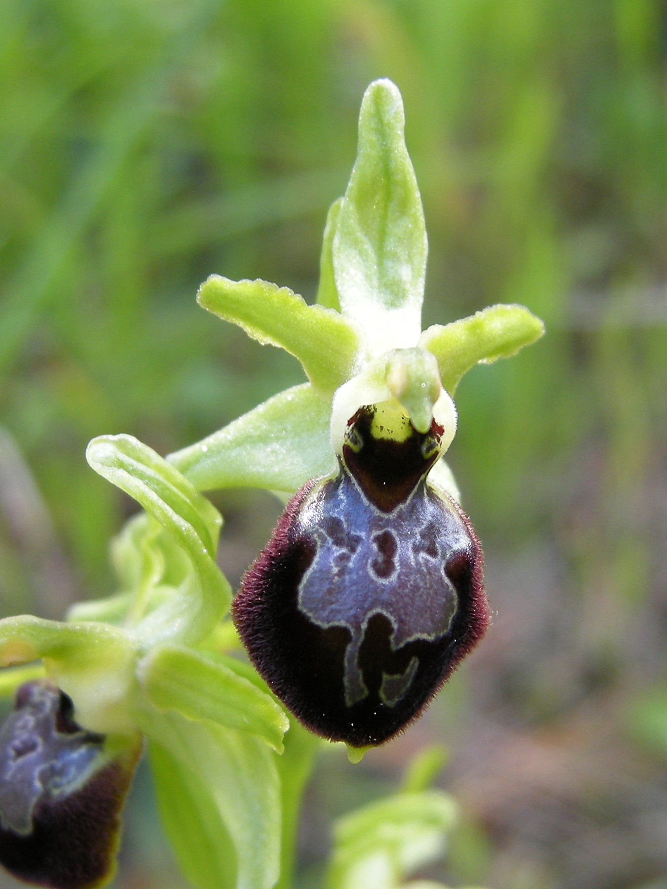 Afficher le média ophrys_arachnitiformis9bd ophrys_arachnitiformis9bd